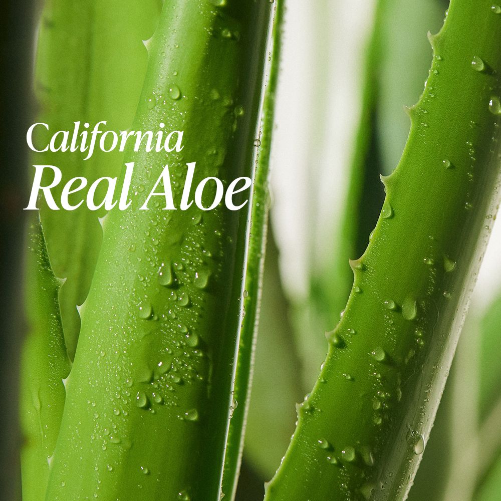 Nahaufnahme von Aloe Vera-Blättern mit Wassertropfen. Text: California Real Aloe. Grüne Blätter mit gezackten Rändern.