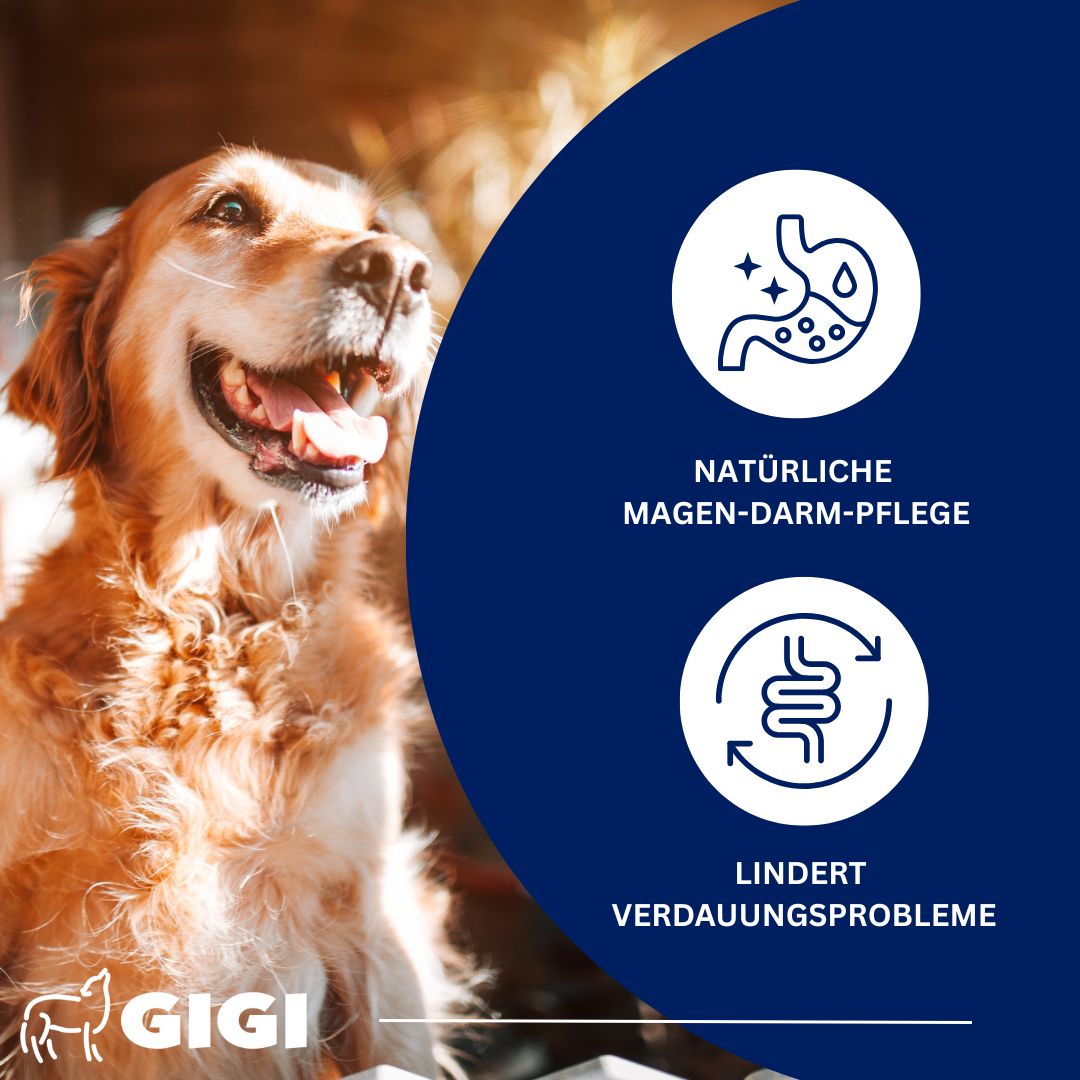 Ein Hund im Freien. Text: Natürliche Magen-Darm-Pflege. Lindert Verdauungsprobleme. GIGI Logo.