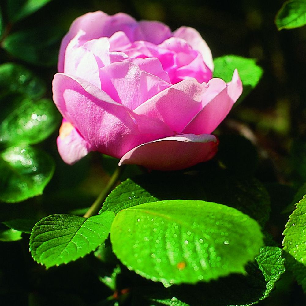 PHI Essences - Sarah van Fleet Rosen-Essenz