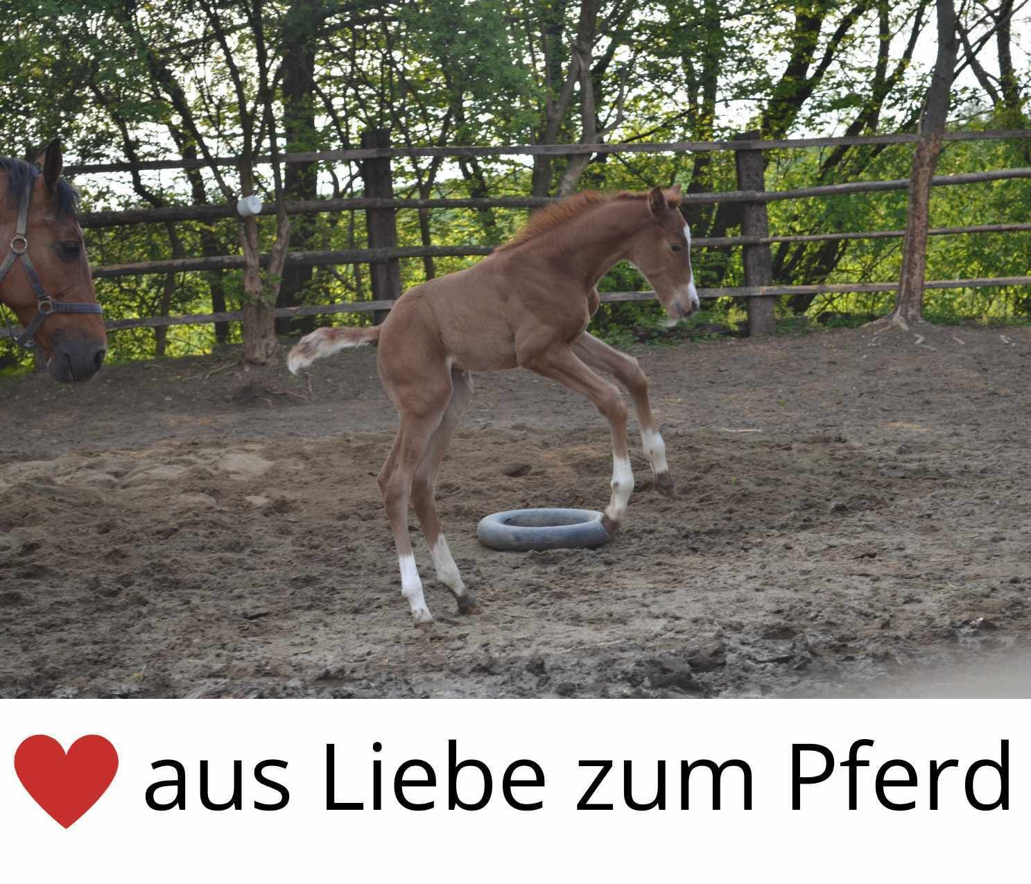 Fohlendecke Stable 100g Dunkelblau - Verstellbar 75-95cm Mit Klettverschluss