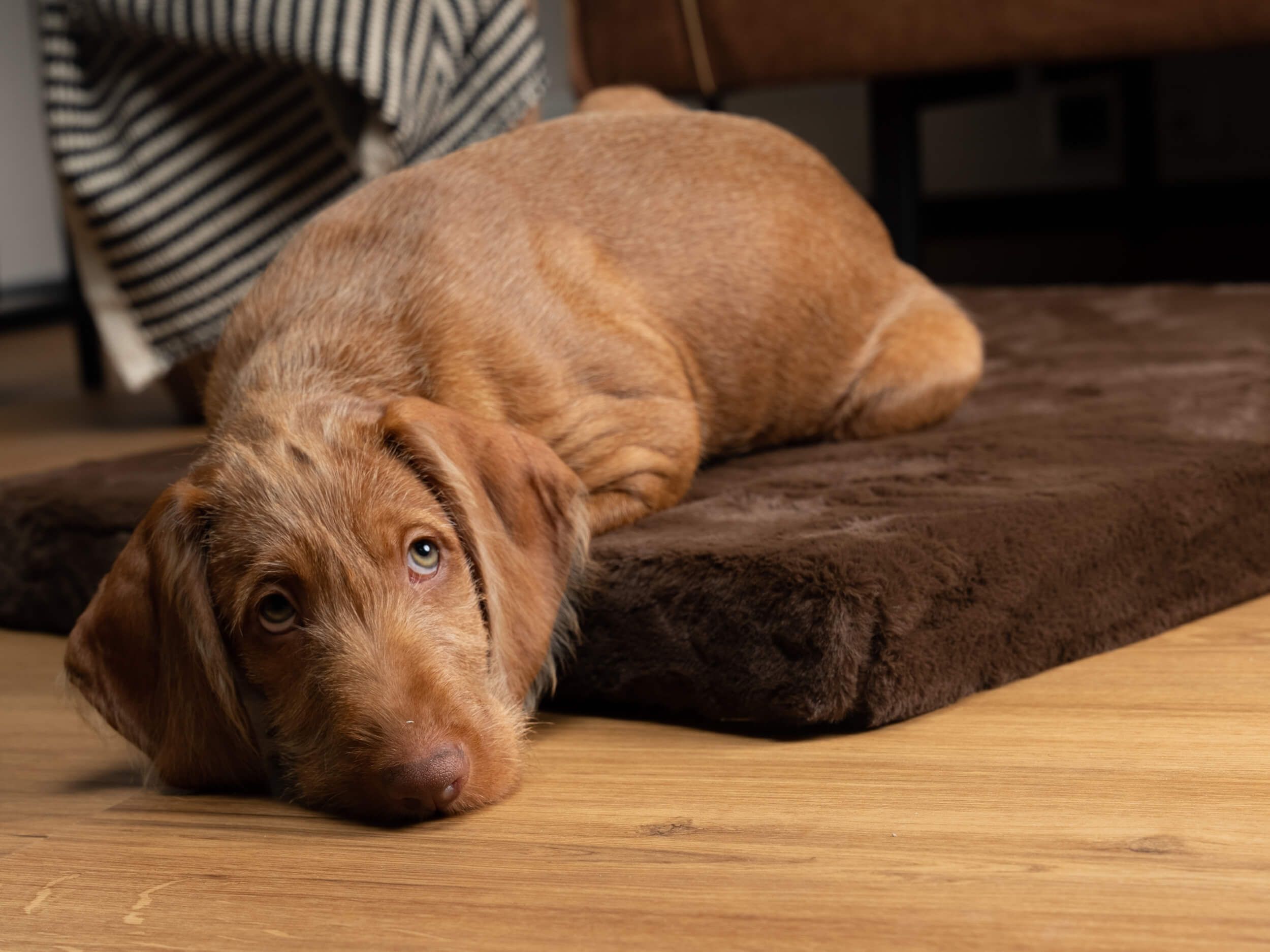Ein Hund liegt auf einer braunen, rechteckigen Matratze. Der Hund schaut in die Kamera.