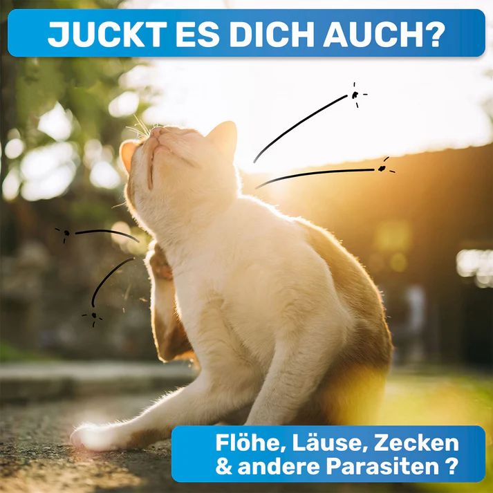 Katze kratzt sich. Text: Juckt es dich auch? Flöhe, Läuse, Zecken & andere Parasiten?