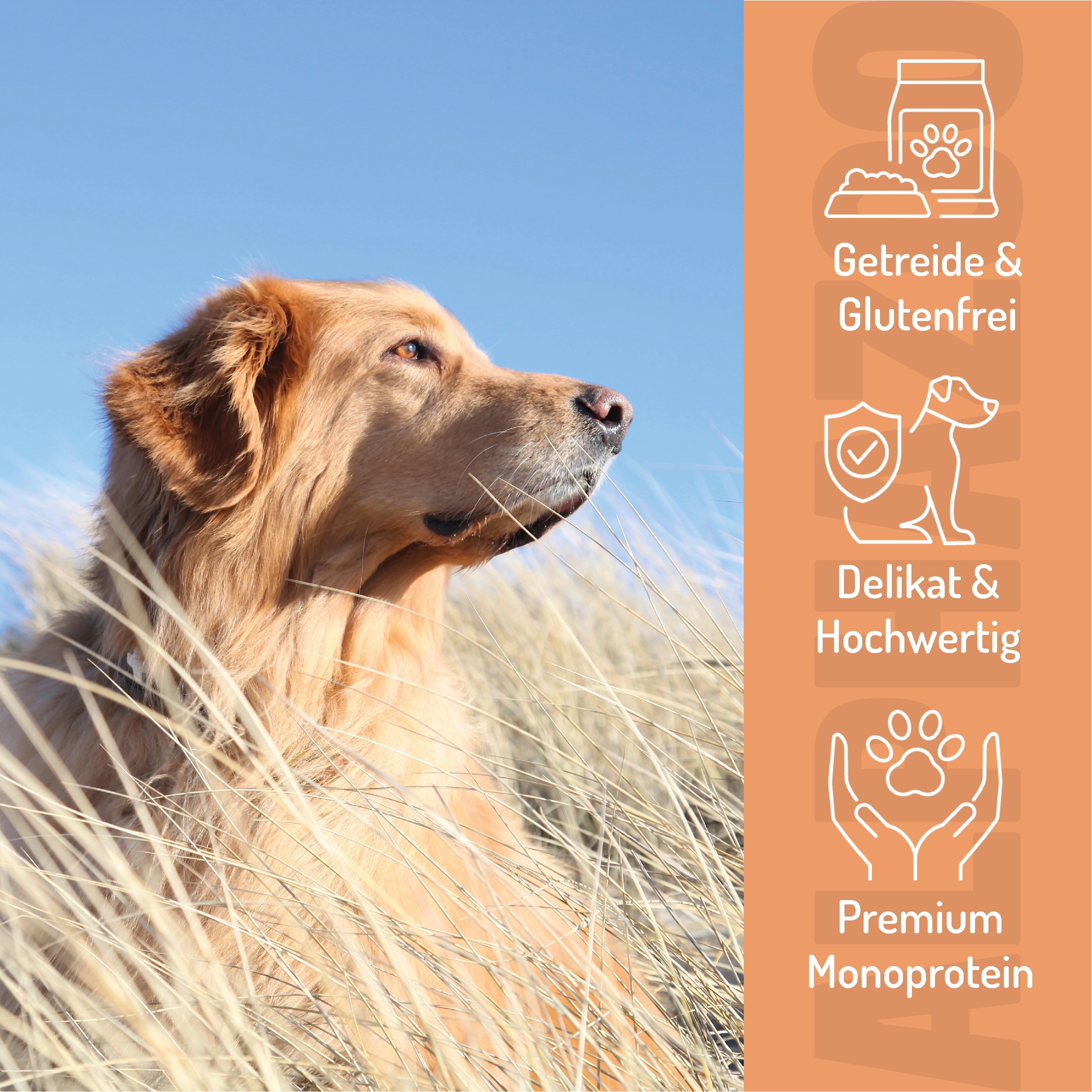 Hund in hohem Gras. Auf orangefarbenem Hintergrund Symbole für getreide- & glutenfrei, delikat & hochwertig, und hypoallergen. 