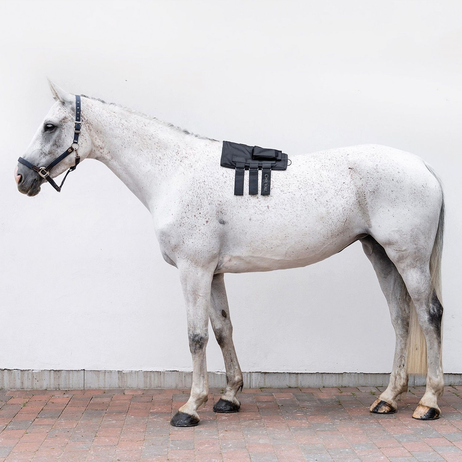 Weißes Pferd mit schwarzem Gerät auf dem Rücken. Klettverschlüsse und das Wort "CHEVAL" sichtbar.
