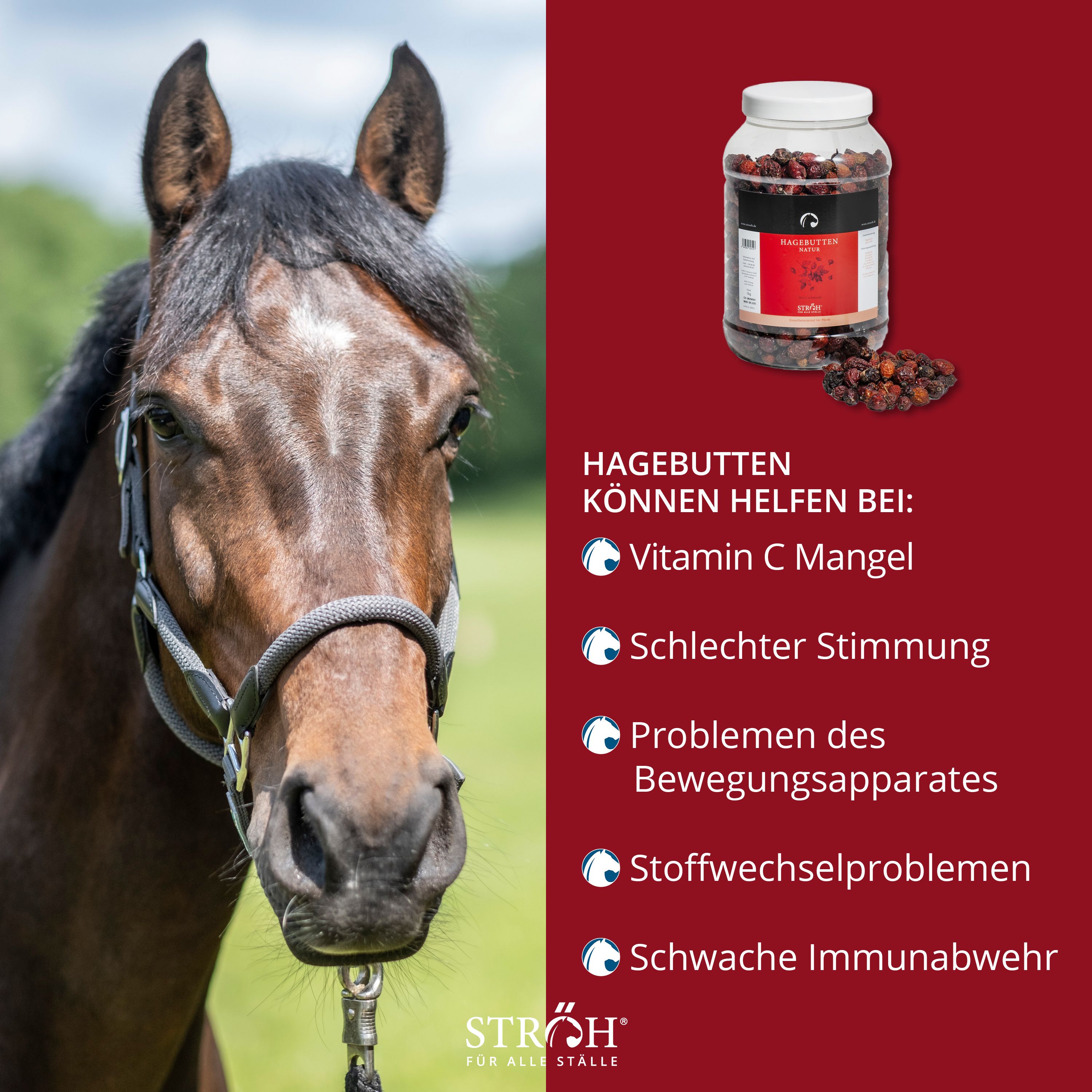 Pferd neben Text: Hagebutten können helfen bei: Vitamin C Mangel, schlechter Stimmung, Problemen des Bewegungsapparates, Stoffwechselproblemen, schwacher Immunabwehr.