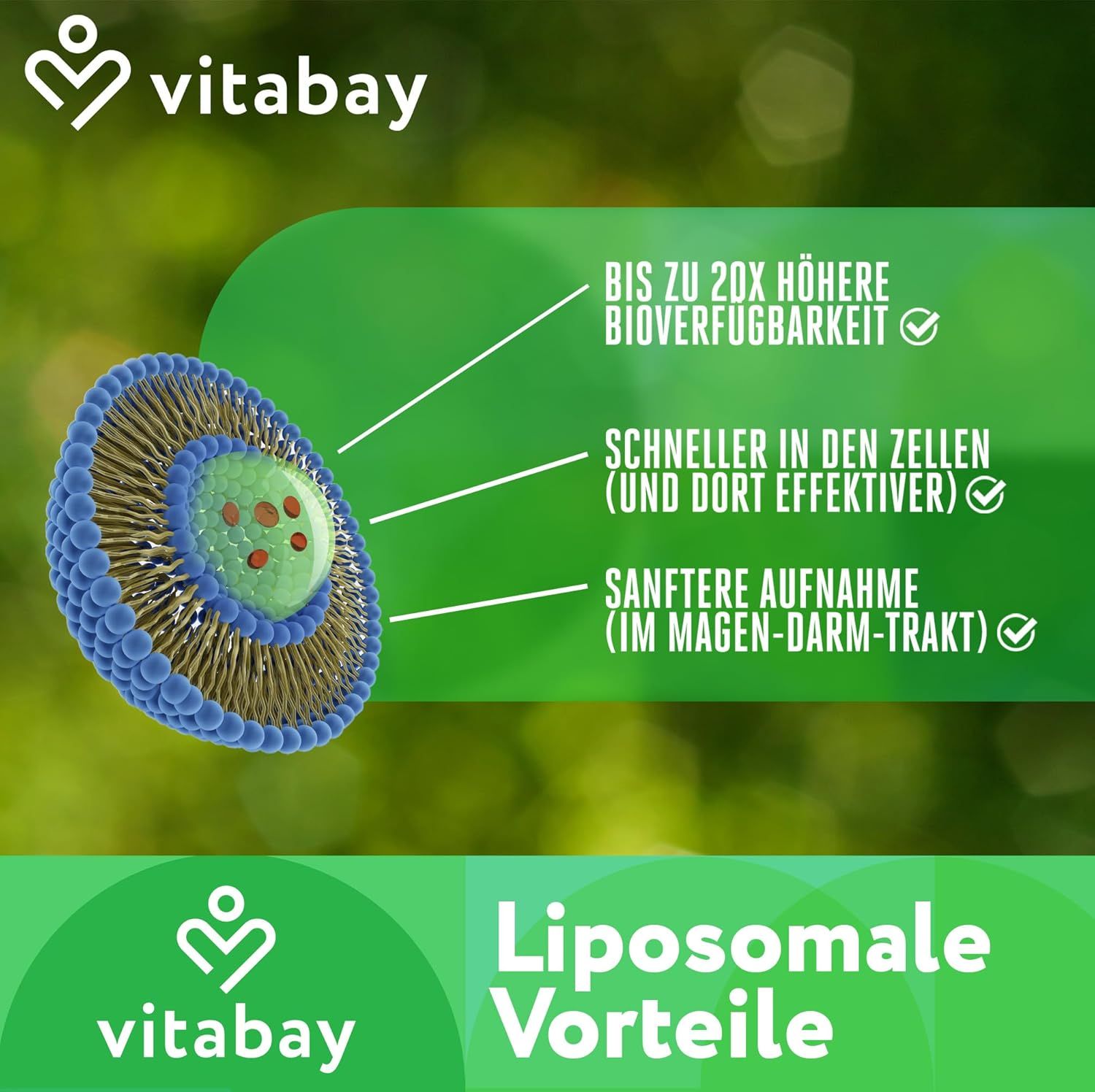 Grafik zeigt ein Liposom. Text: Bis zu 20x höhere Bioverfügbarkeit, schneller in den Zellen, sanftere Aufnahme.