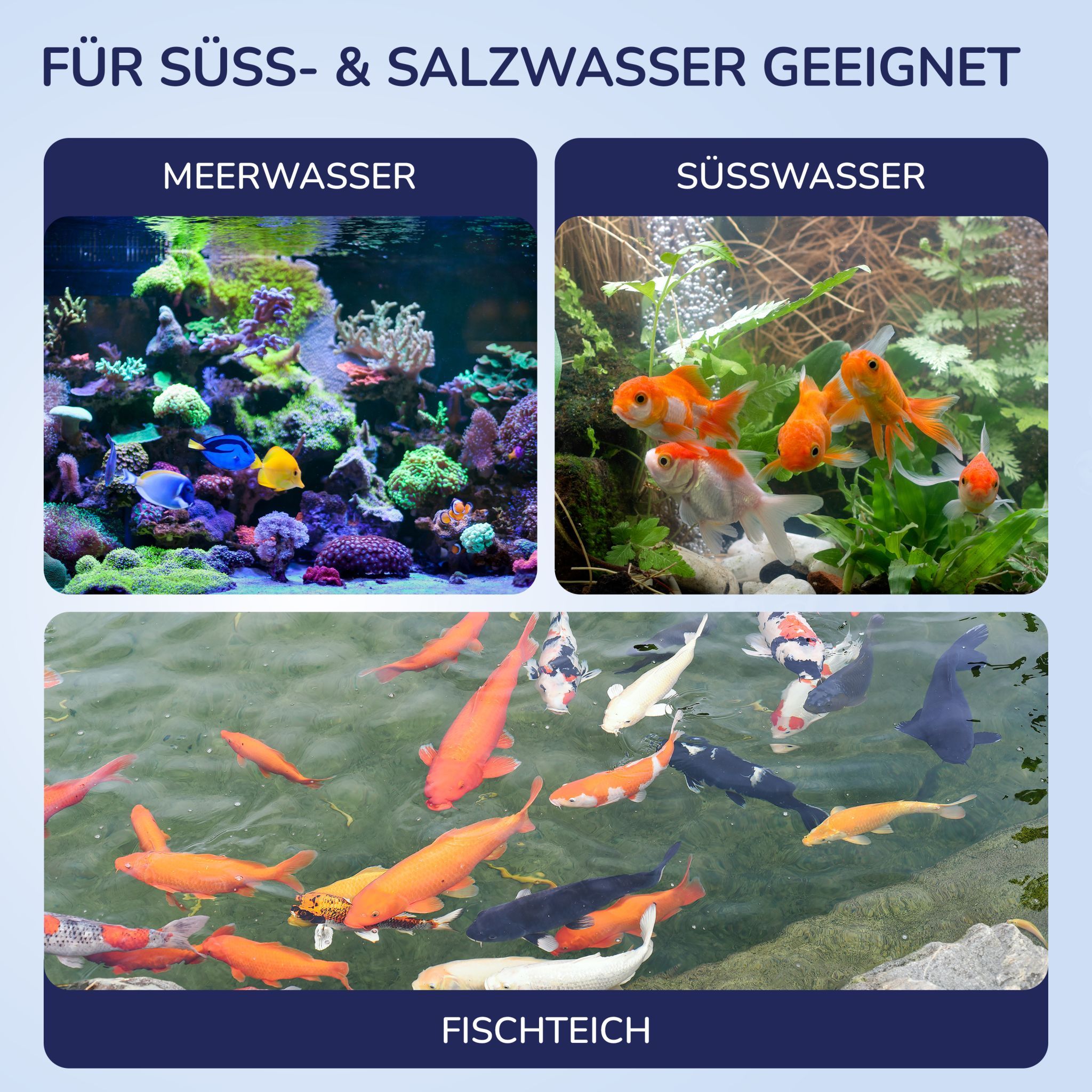 Bilder von Süß- und Salzwasser-Aquarien und Fischteichen. Geeignet für Süß- und Salzwasser. Aquarien mit Fischen.