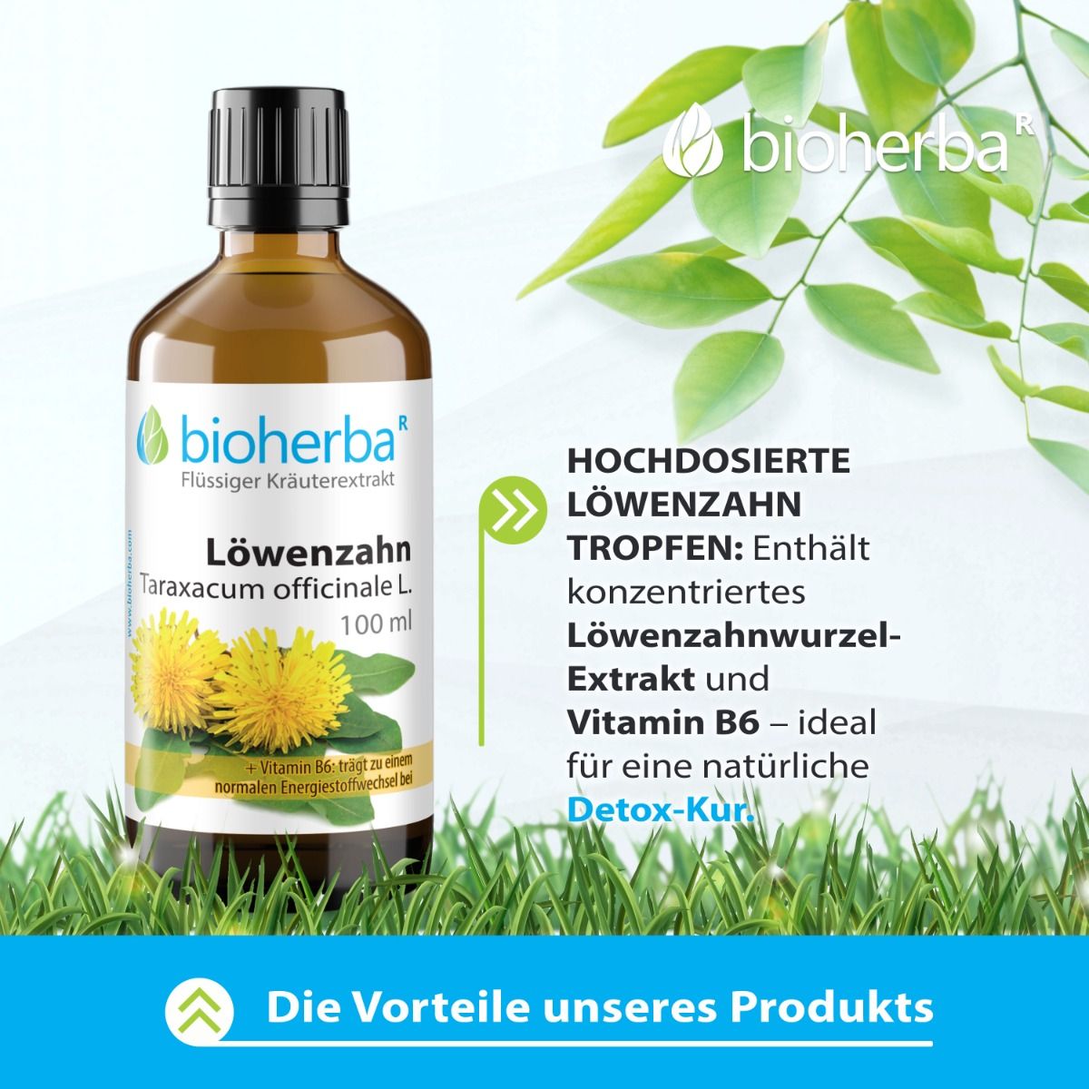 Braune Flasche mit schwarzem Deckel. Bioherba Löwenzahn, Taraxacum officinale L. Tropfen. 100 ml. Auf Gras.