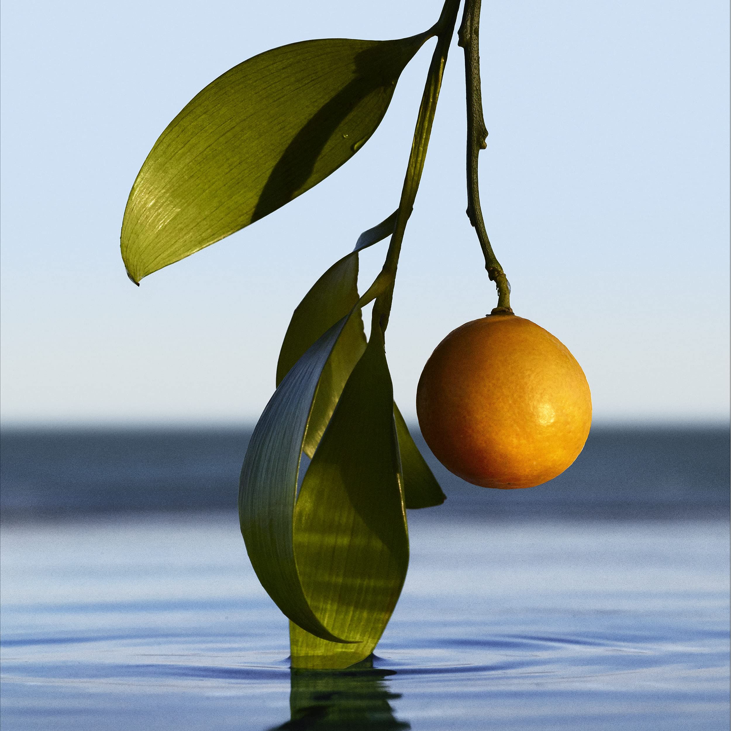 Zweig mit Blättern und einer orangefarbenen Frucht im Wasser. Blauer Himmel im Hintergrund.