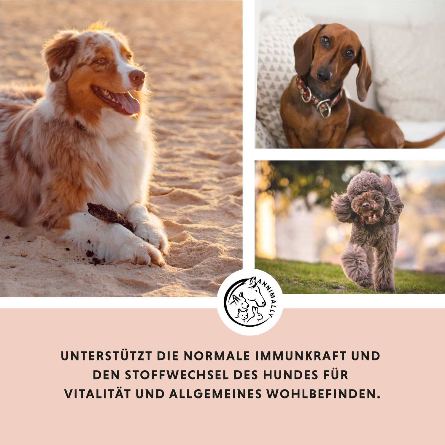 Collage von drei Hunden. Text: "Unterstützt die normale Immunkraft und den Stoffwechsel des Hundes".