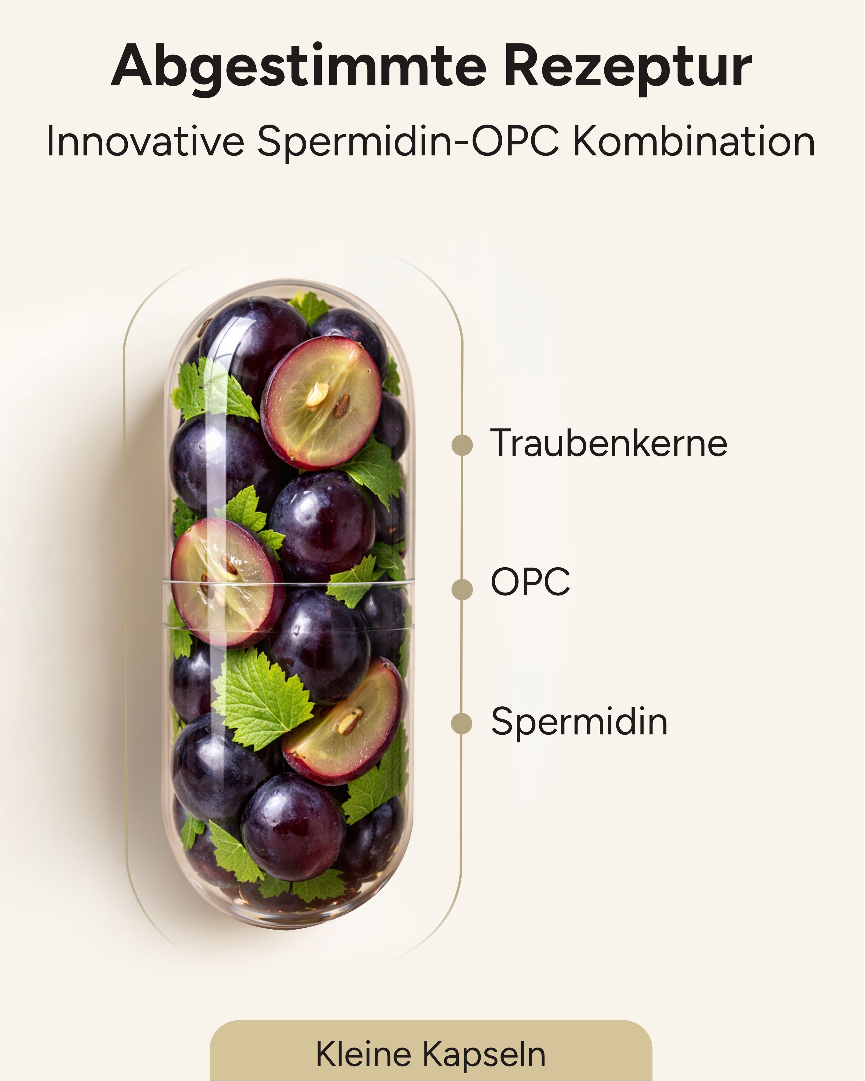 plantomol® Spermidin OPC - 6mg Spermidin Kapseln mit 250mg OPC aus Traubenkern-Extrakt