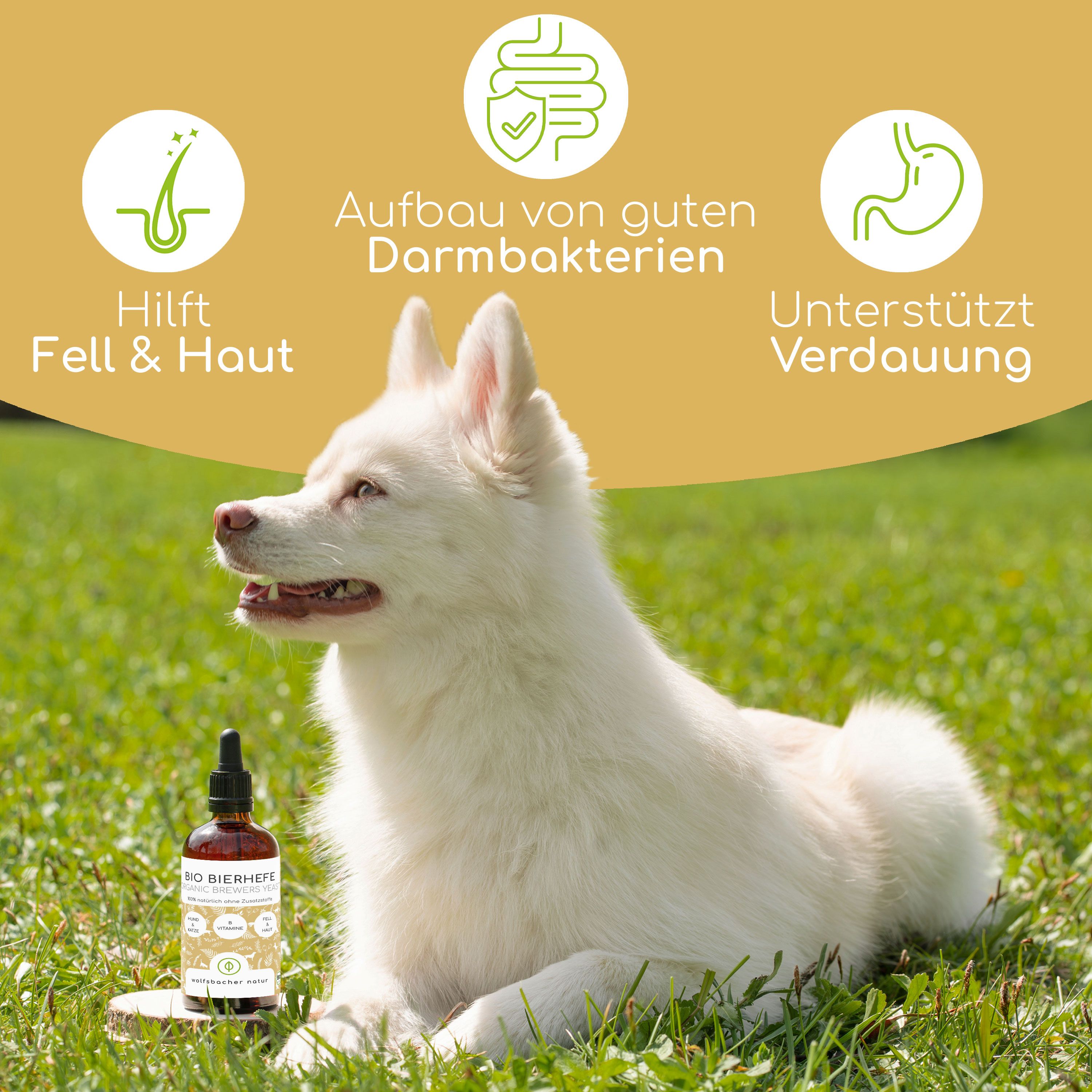 Weißer Hund im Gras. Neben ihm steht eine Flasche BIO Bierhefe. Grafiken zeigen Fell, Darm, Verdauung.