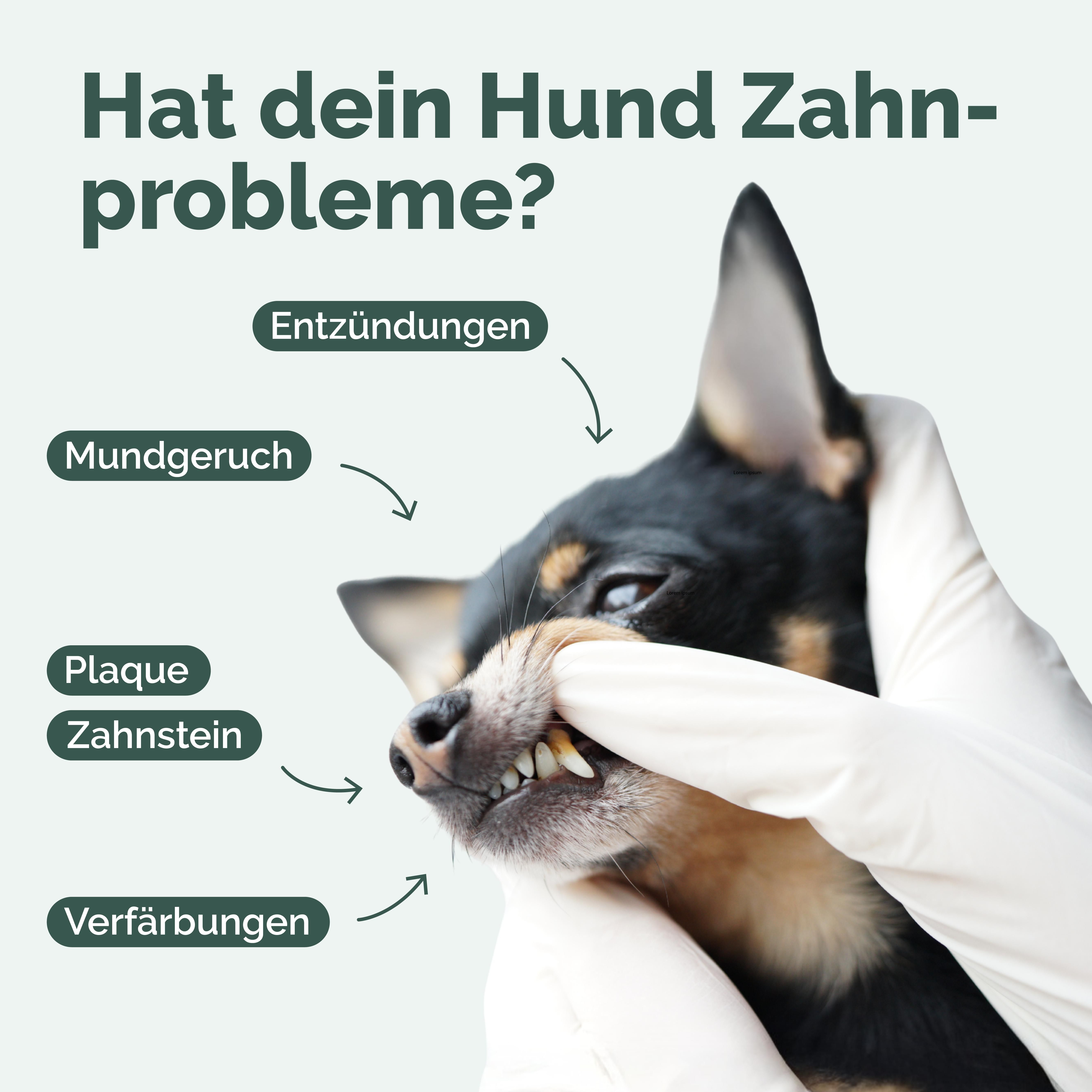 Hundezahn mit Zahnstein, Verfärbungen und Entzündungen. Pfeile zeigen auf die Zähne. Text: Hat dein Hund Zahnprobleme?