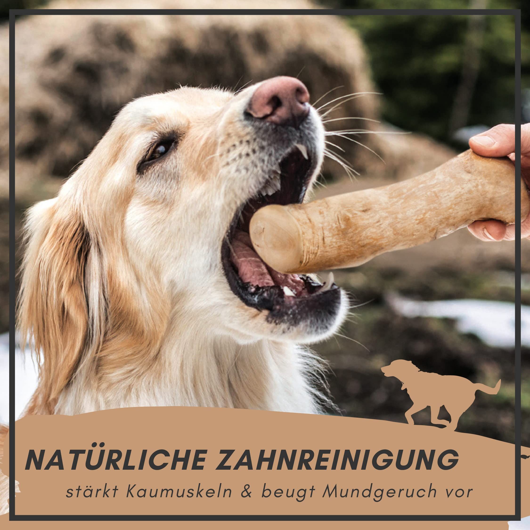 Hund mit Kauknochen im Maul. Text: Natürliche Zahnreinigung, stärkt Kaumuskeln & beugt Mundgeruch vor.