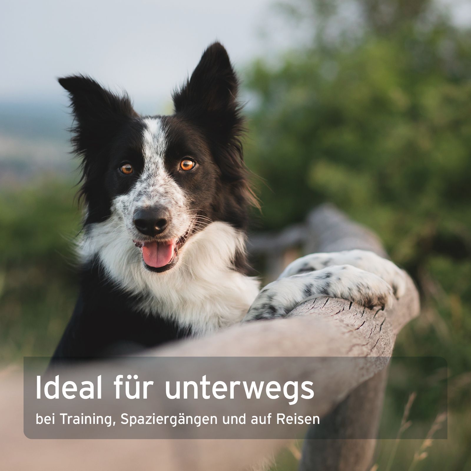 Border Collie trinkt aus einer weißen Reise-Trinkflasche für unterwegs.