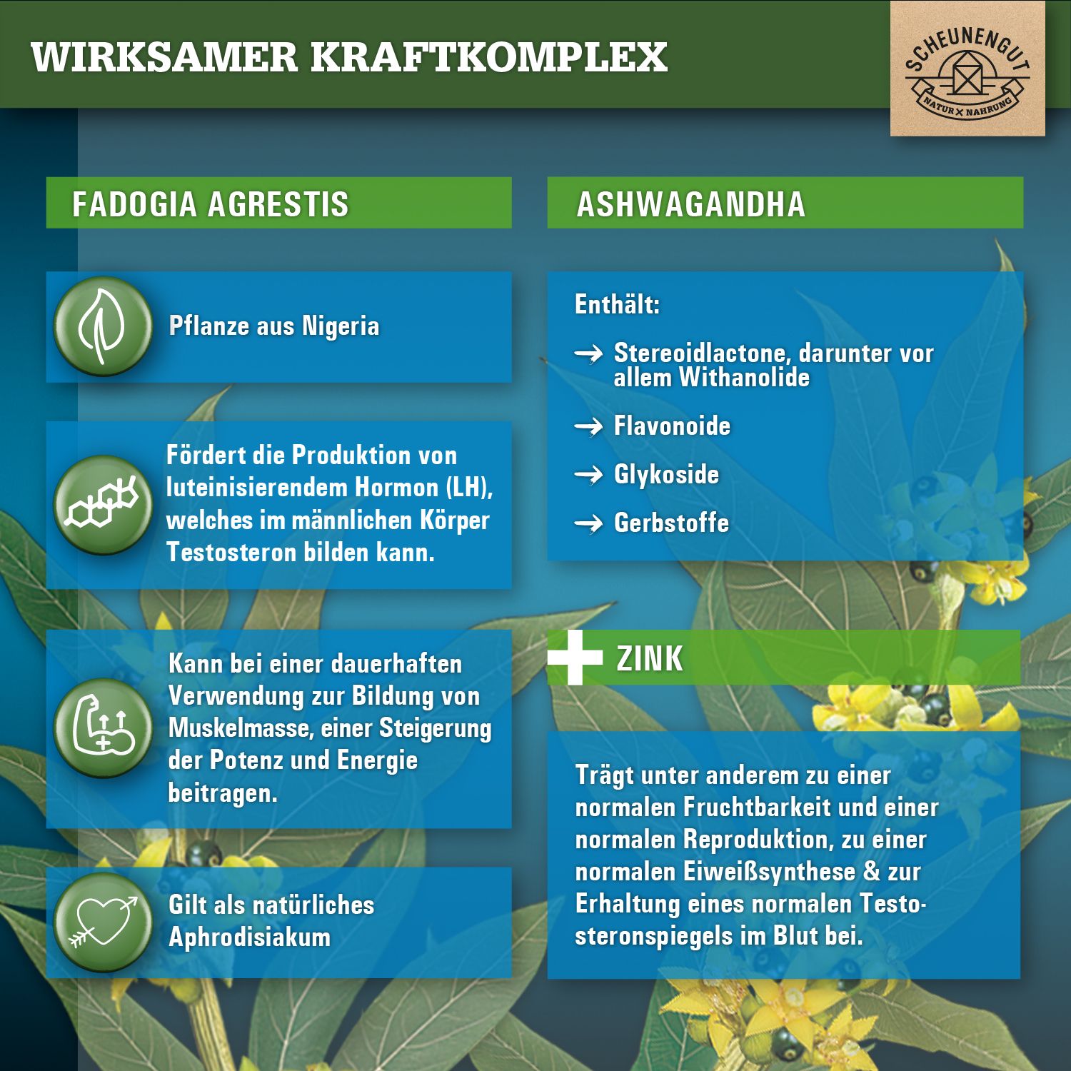 Scheunengut® Fadogia Agrestis | Hochdosierter 10:1 Extrakt optimiert mit Ashwagandha und Zink