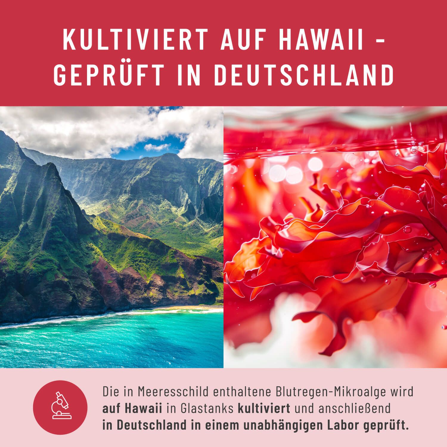 Landschaft von Hawaii und rote Mikroalgen unter Wasser, Text über Anbau und Prüfung.