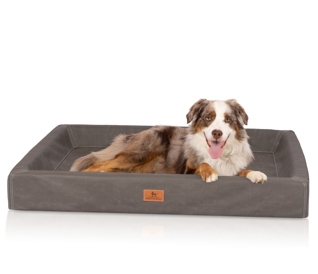 Hund liegt in orthopädischem Hundebett. Graues Bett mit erhöhtem Rand und Markenlogo. Auf hellem Hintergrund.