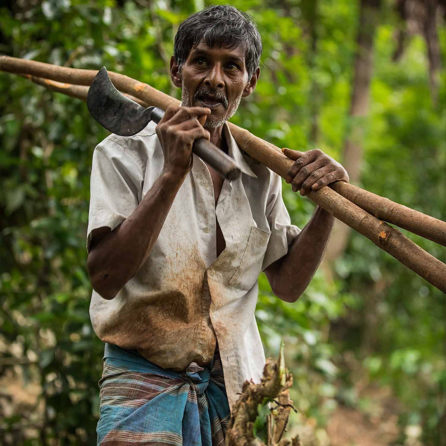 Ceylon Zimt, gemahlen bio