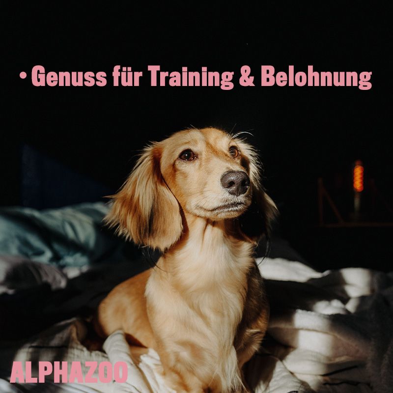 ALPHAZOO Kleines Rinderz-Vous