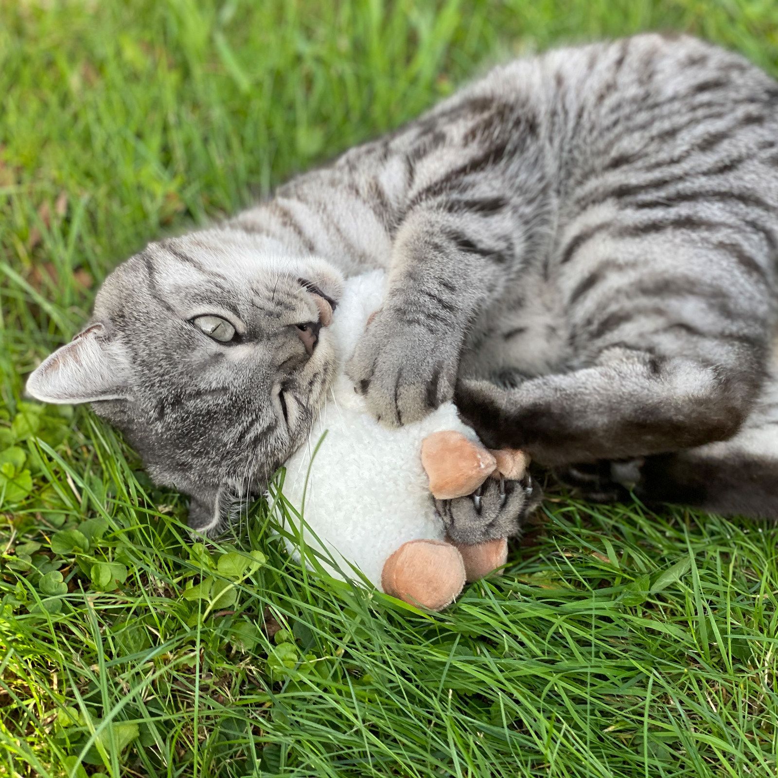 Aumüller Katzenspielzeug Schäfchen Sally - Plüschtier zum Schmusen mit Baldrianfüllung