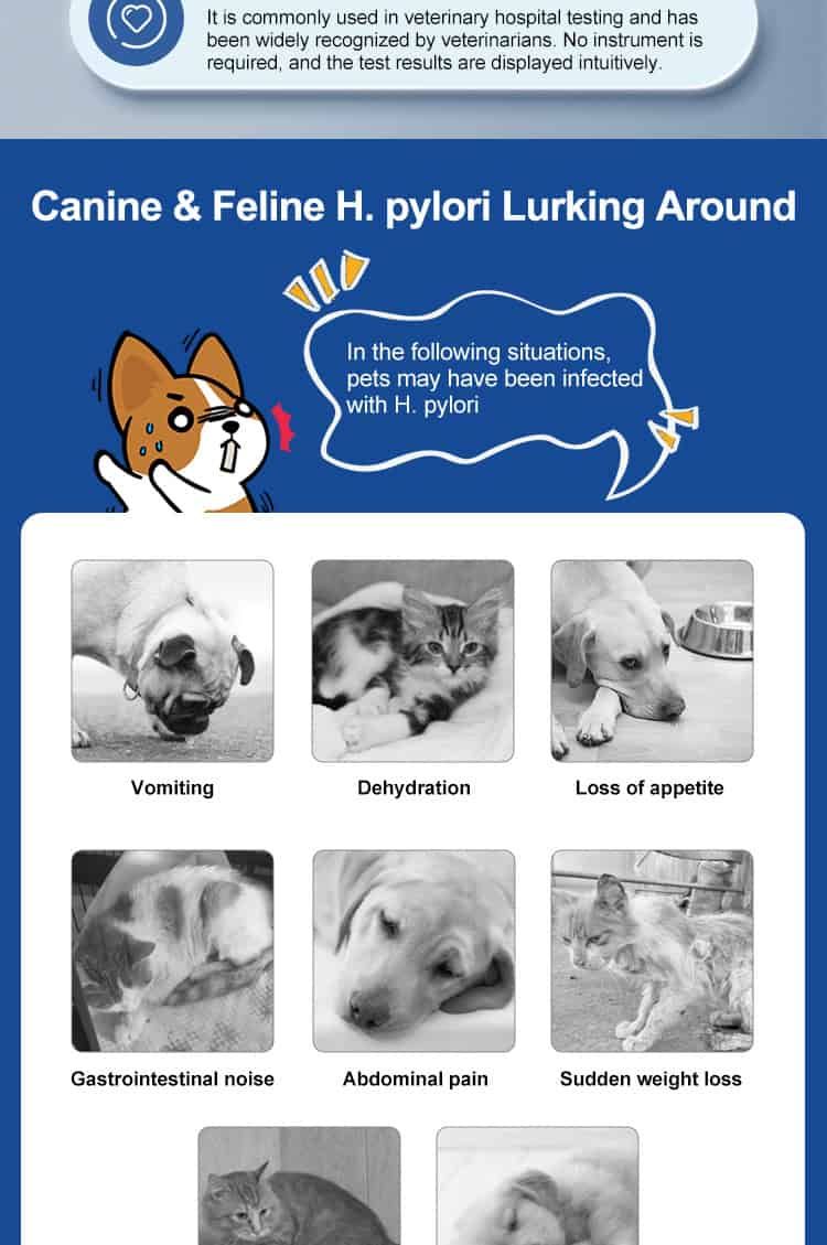 Hund & Katze H. pylori Test: Symptome wie Erbrechen, Dehydrierung, Appetitlosigkeit.