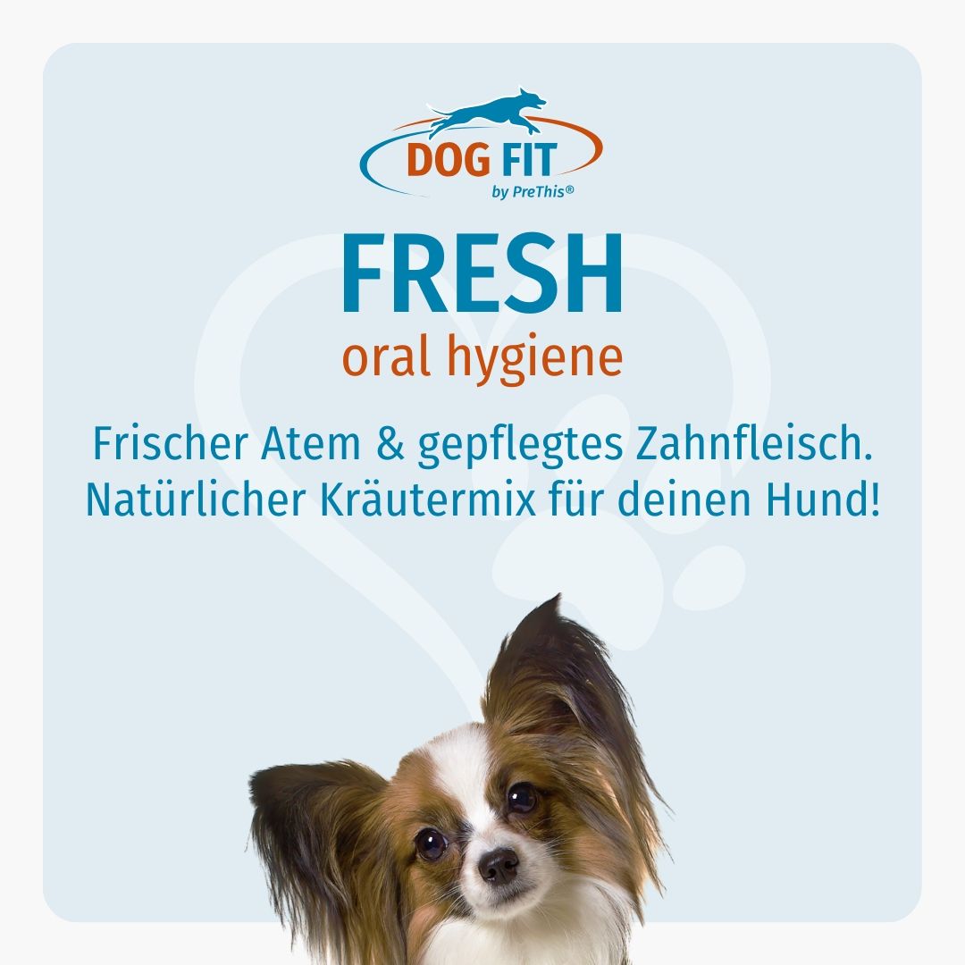 Blauer Hintergrund mit DOG FIT Logo und Produktnamen FRESH. Text: Frischer Atem & gepflegtes Zahnfleisch. Hund mit braun-weißem Fell.