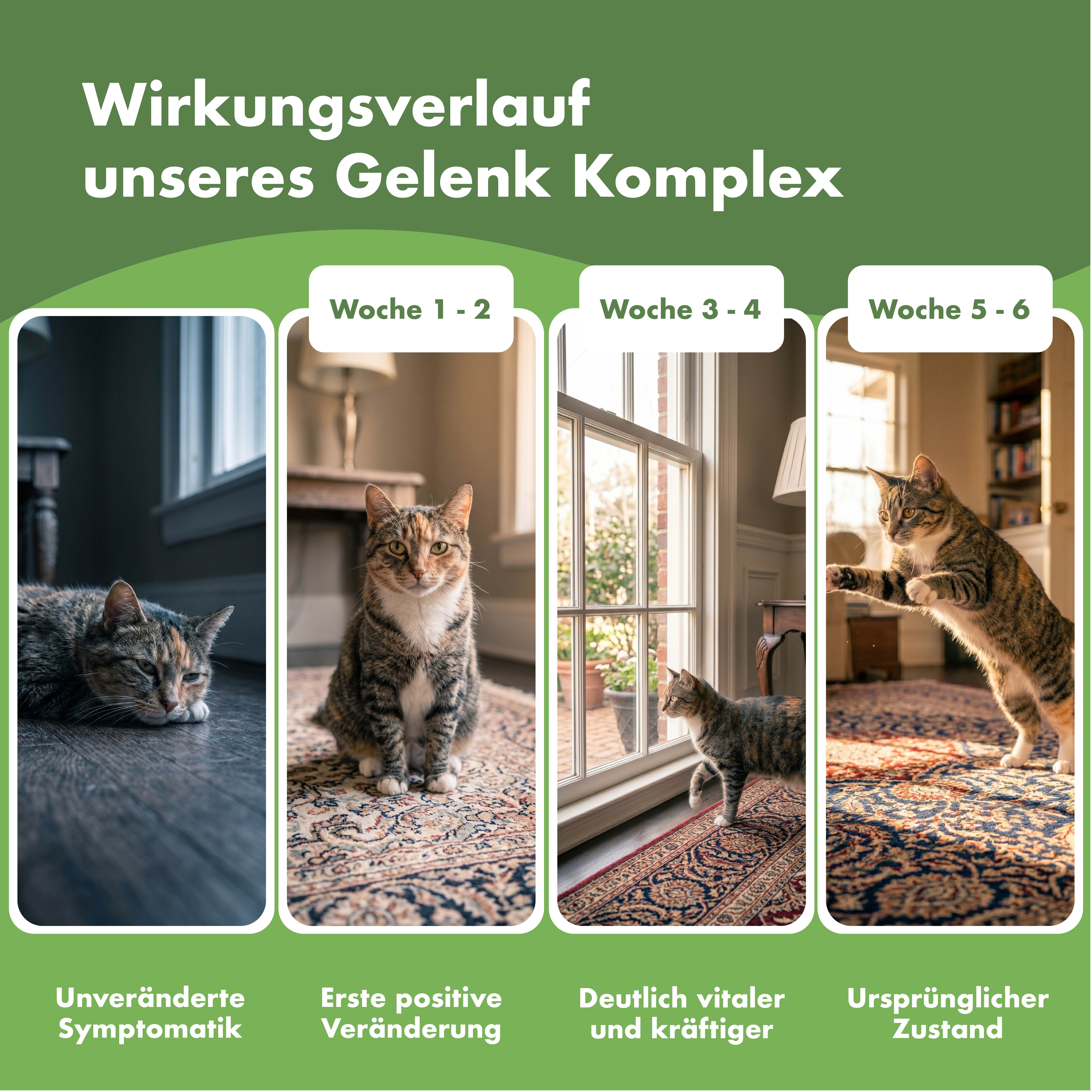 Vier Bilder zeigen Katzen in verschiedenen Stadien. Text: Wirkungsverlauf unseres Gelenk Komplex. Phasen: unverändert, positiv, vital, ursprünglich.