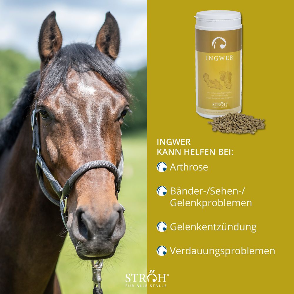 Pferd neben Produktabbildung. Behälter mit Ingwer-Pellets. Gelbes Etikett mit Produktname. Text: Ingwer kann helfen bei: Arthrose, Gelenkproblemen.