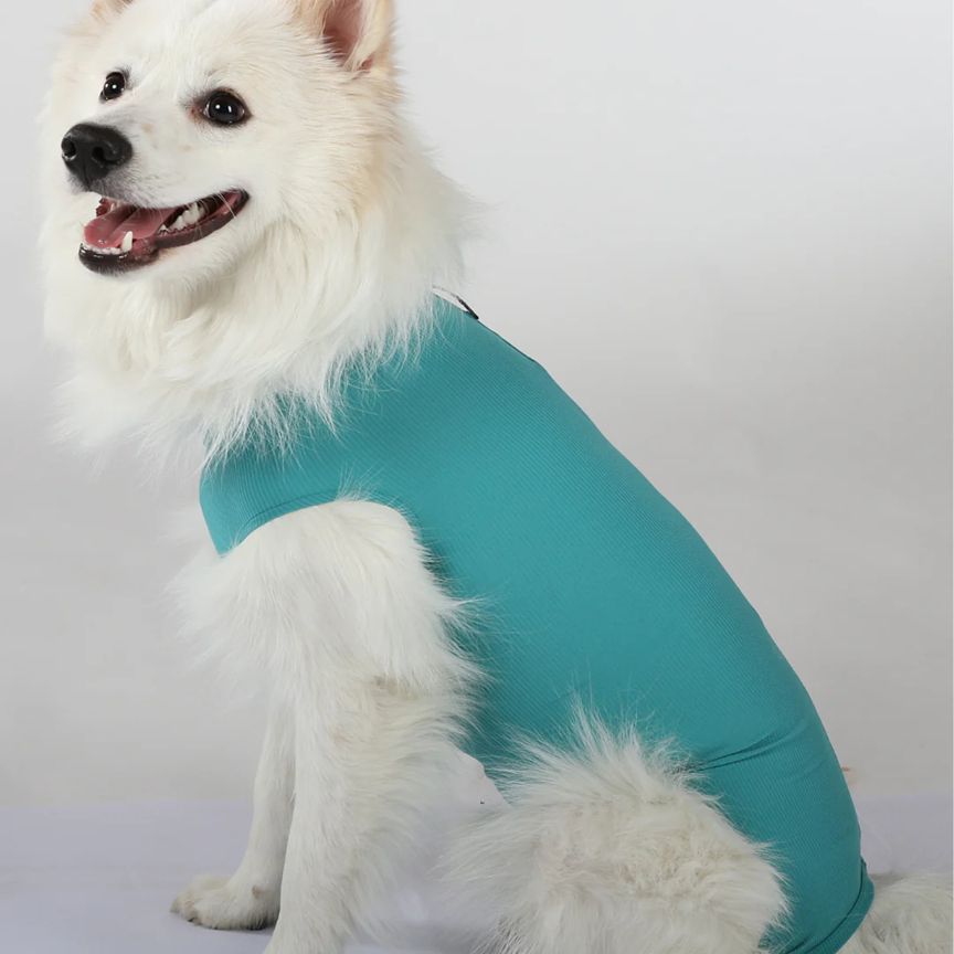 Hund trägt einen türkisfarbenen Body. Der Body bedeckt den Rumpf des Hundes. Der Hund sitzt auf hellem Hintergrund.