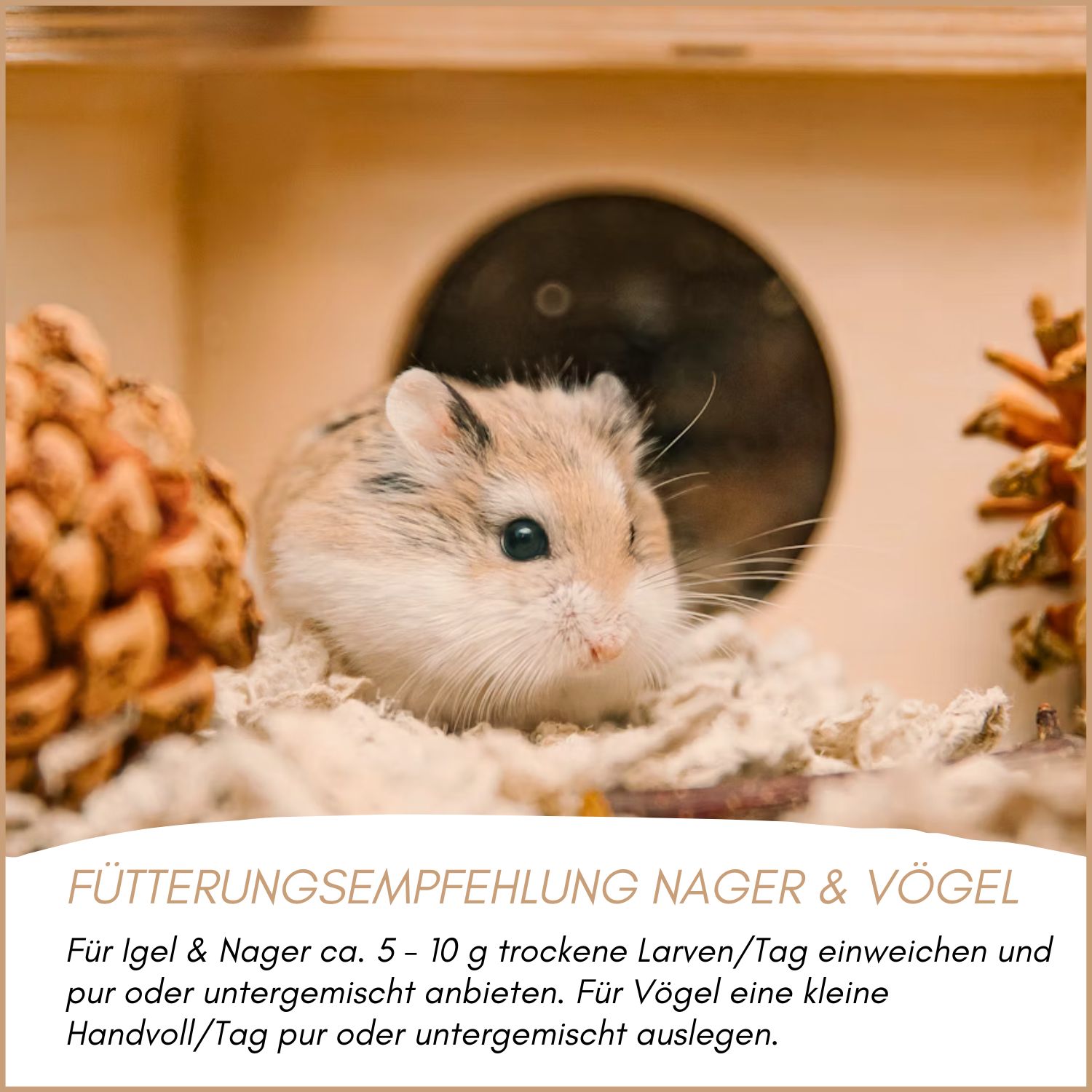 Supravit Mehlwürmer getrocknet | Mehlwürmer als Vogelfutter & Igelfutter