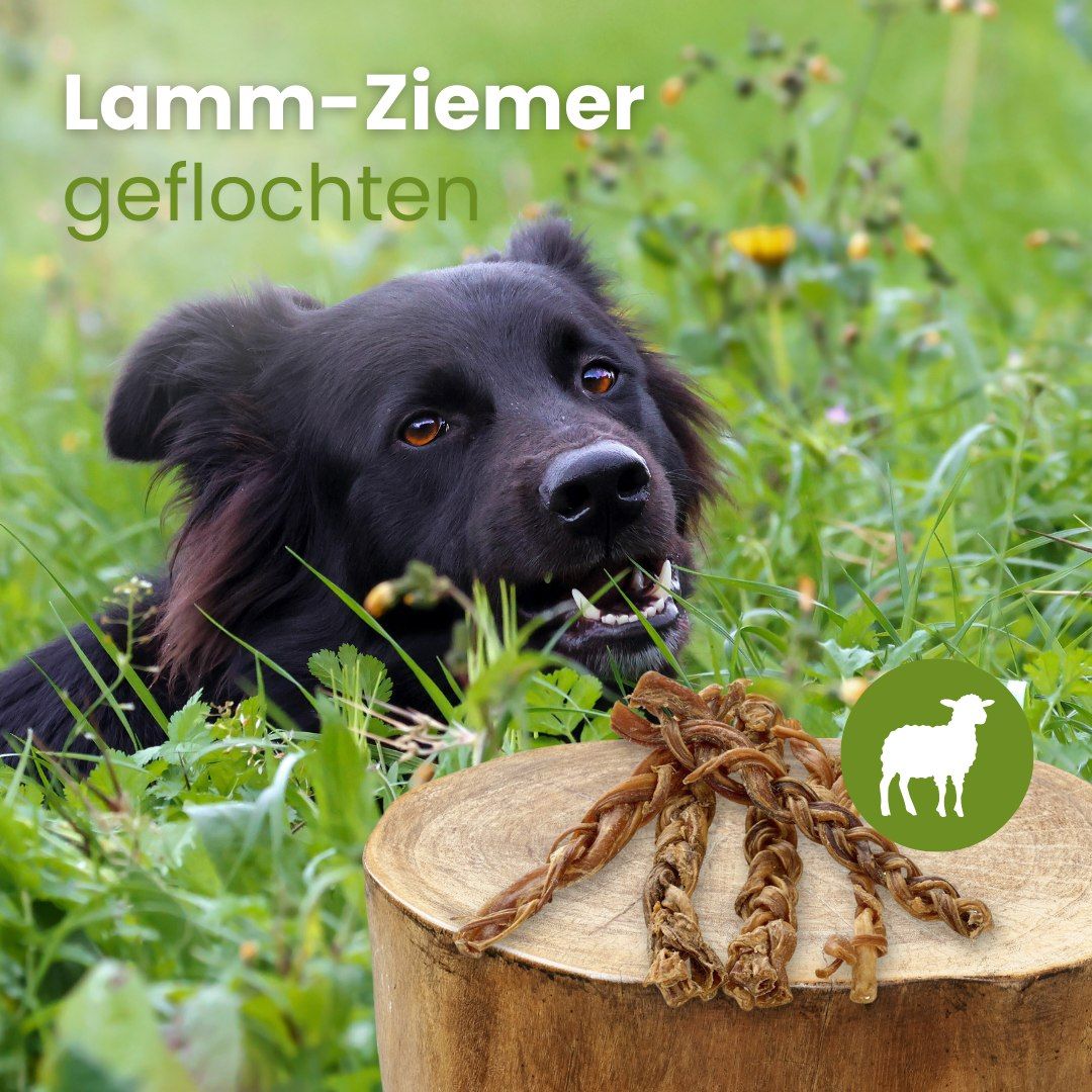 Ein Hund kaut auf geflochtenen Lammfleisch-Snacks, die auf einem Baumstumpf liegen.