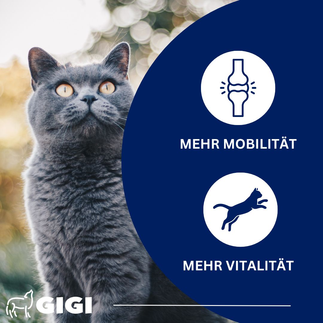 Katze im Freien. Text: Mehr Mobilität, mehr Vitalität. Logo: GIGI Vet.