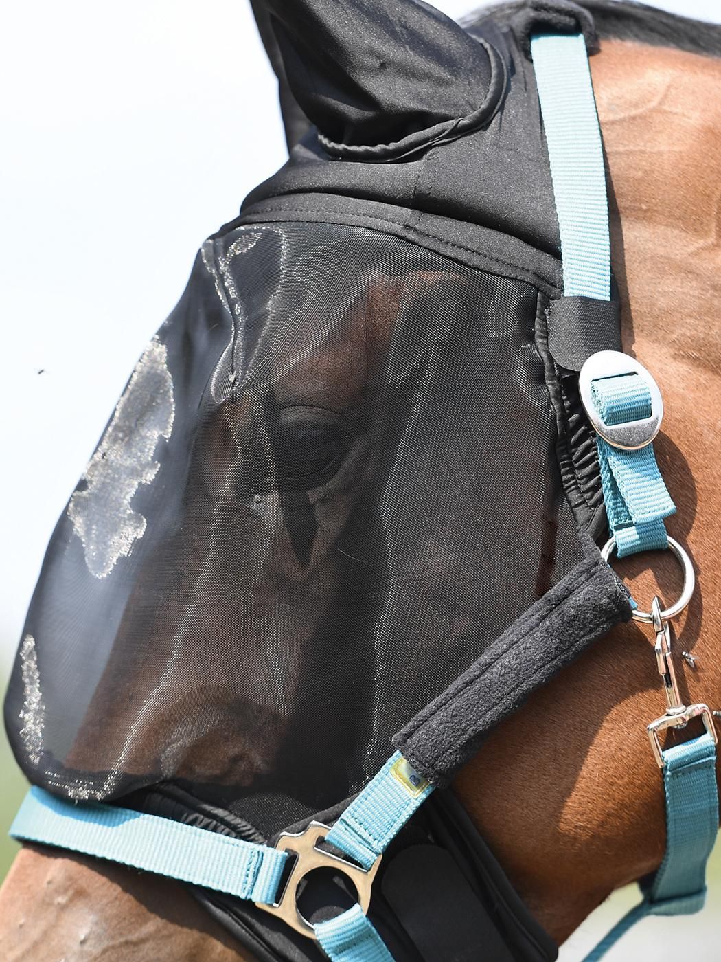Nahaufnahme der schwarzen Fliegenmaske COMBI PLUS mit Ohrenschutz und hellblauem Halfter an einem Pferd.