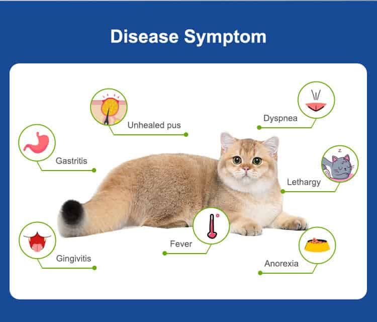 Grafik zeigt ein Kätzchen mit Symptomen von Feline Leukämie: Fieber, Gastritis, Lethargie.