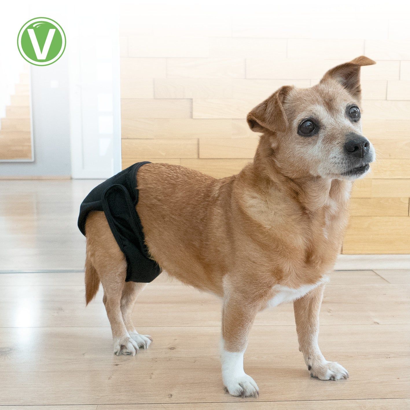 Kleiner Hund trägt eine schwarze Hündinnenwindel. Das Logo "Vetlando" ist sichtbar.