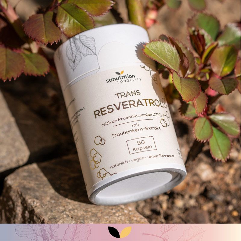 Zylindrische Dose mit Sanutrition Trans-Resveratrol Kapseln. Aufschrift: Trans Resveratrol, 90 Kapseln. Dose liegt auf Stein.