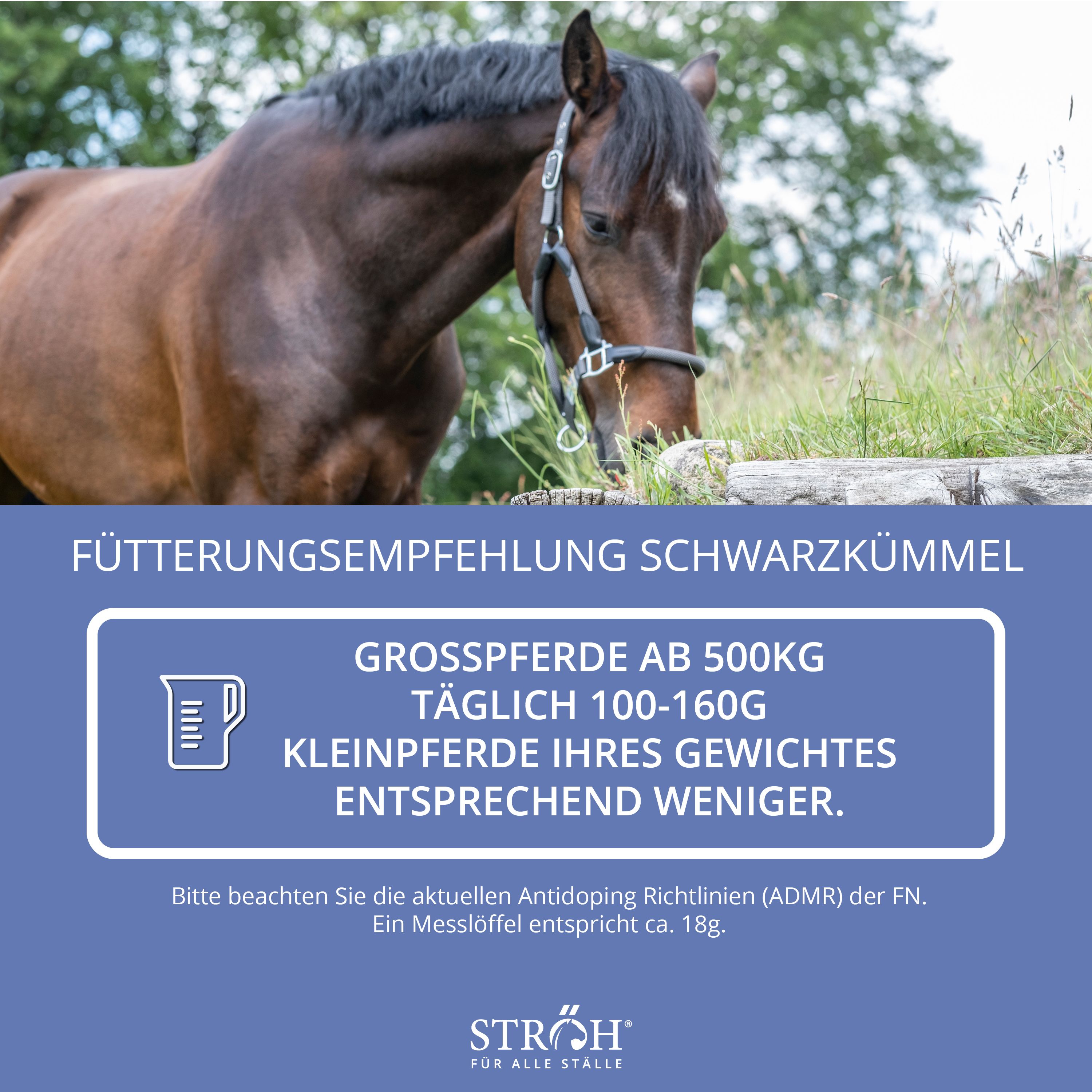 Pferd auf einer Weide. Text: Fütterungsempfehlung Schwarzkümmel. Kleiner Behälter mit Aufschrift Schwarzkümmel-Pellets. Marke STRÖH.