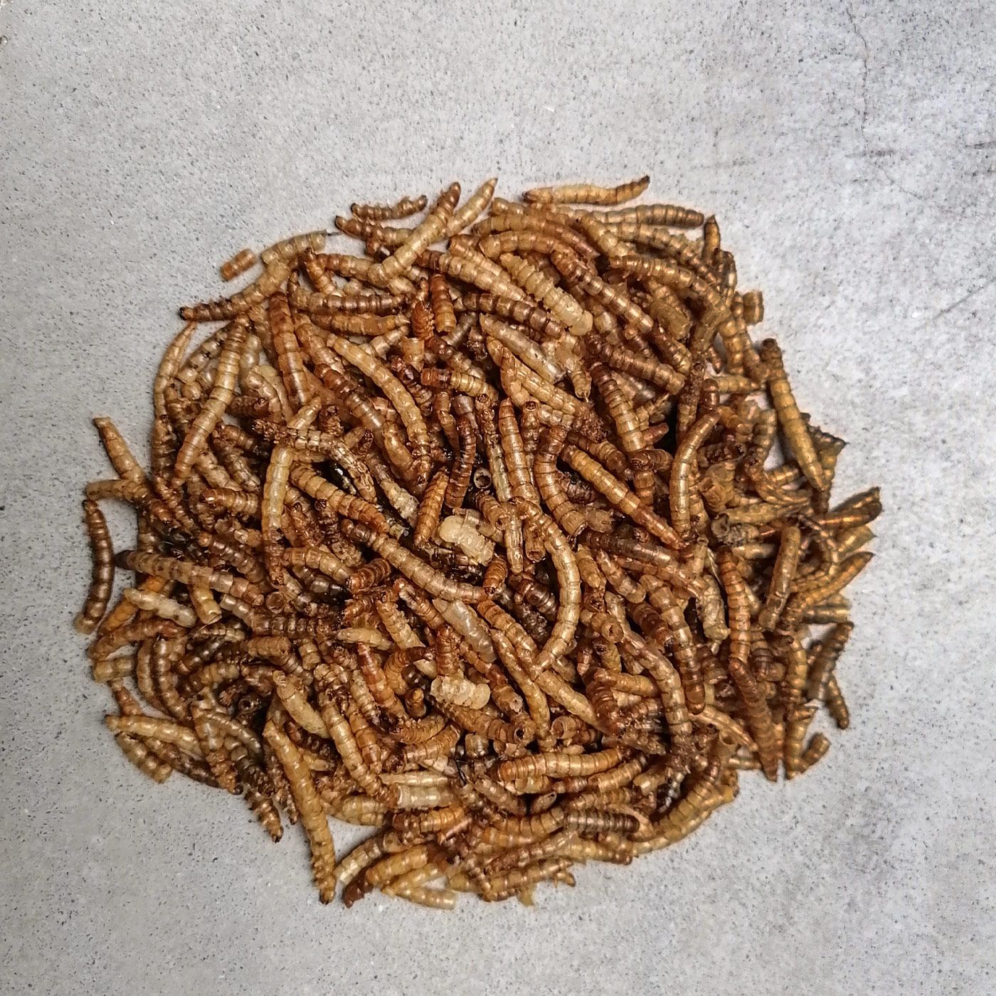 Insektus Mehlwürmer