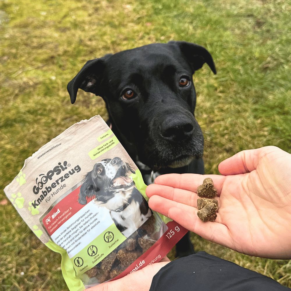 Ein schwarzer Hund blickt auf eine Hand, die drei Goopsi Hundeleckerlis hält. Eine Tüte liegt daneben.