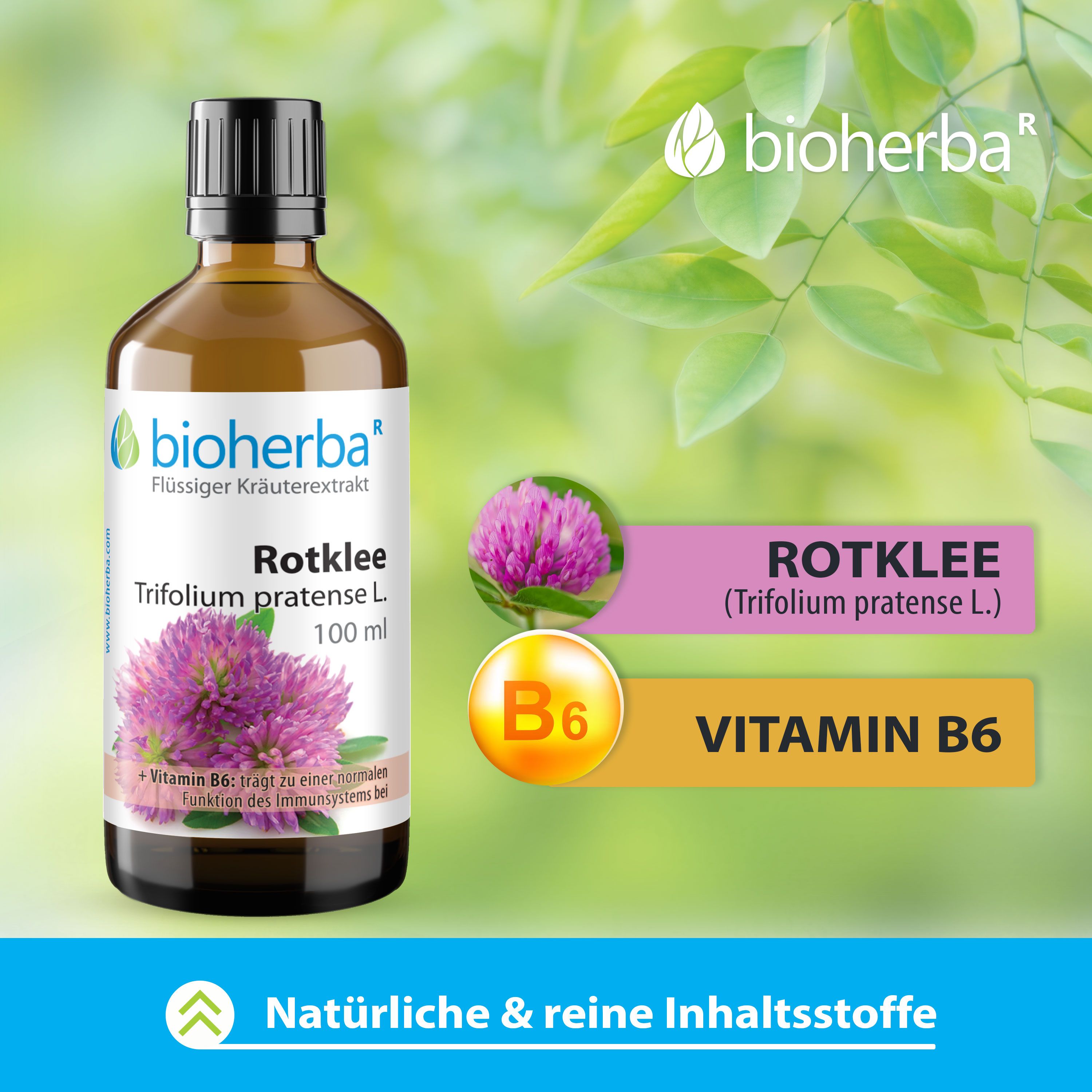 Rotklee Trifolium pratense L. Tropfen Tinktur 50 ml PZN 17187474