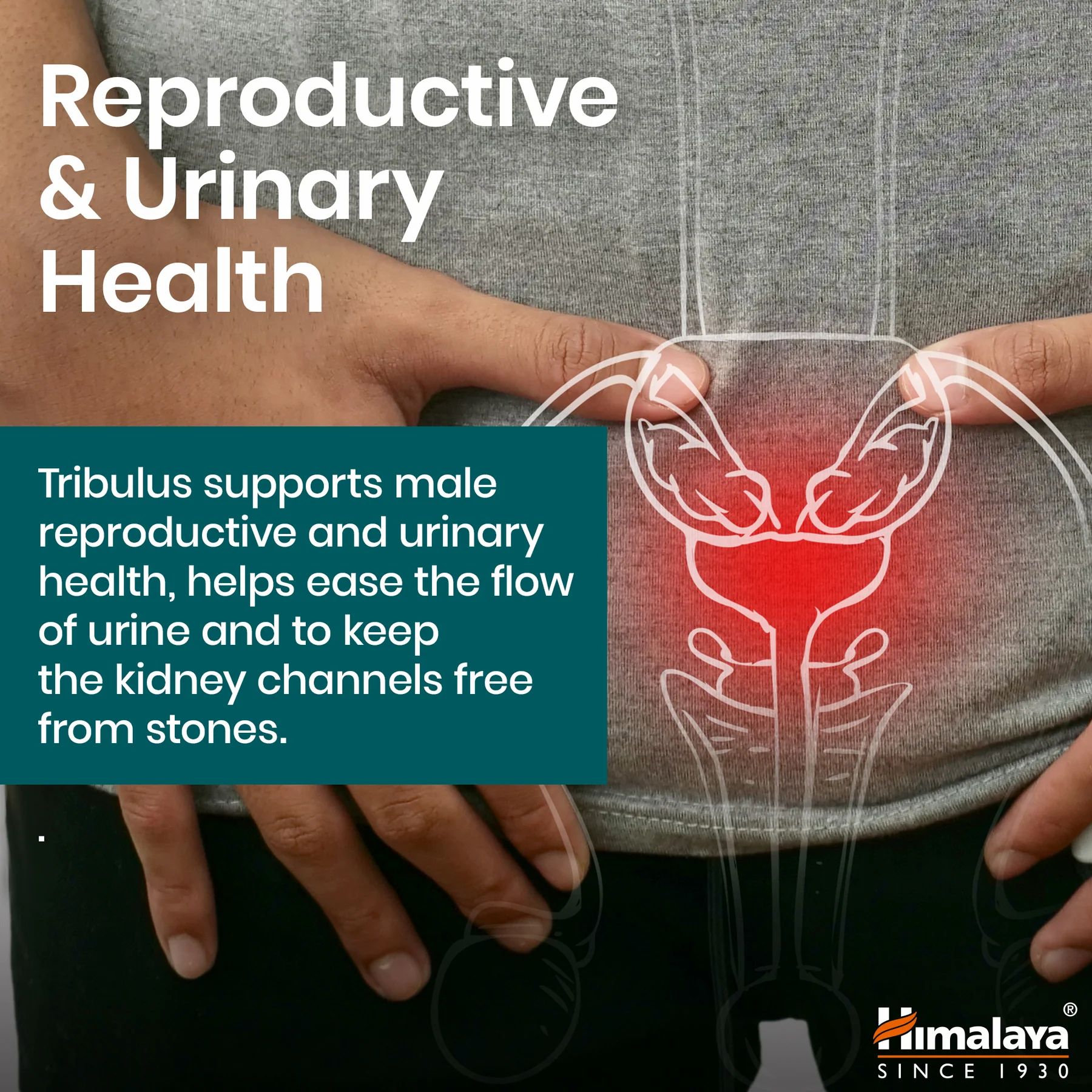 Grafische Darstellung des männlichen Urogenitaltrakts. Text: Tribulus unterstützt die männliche reproduktive und Harnwegsgesundheit.