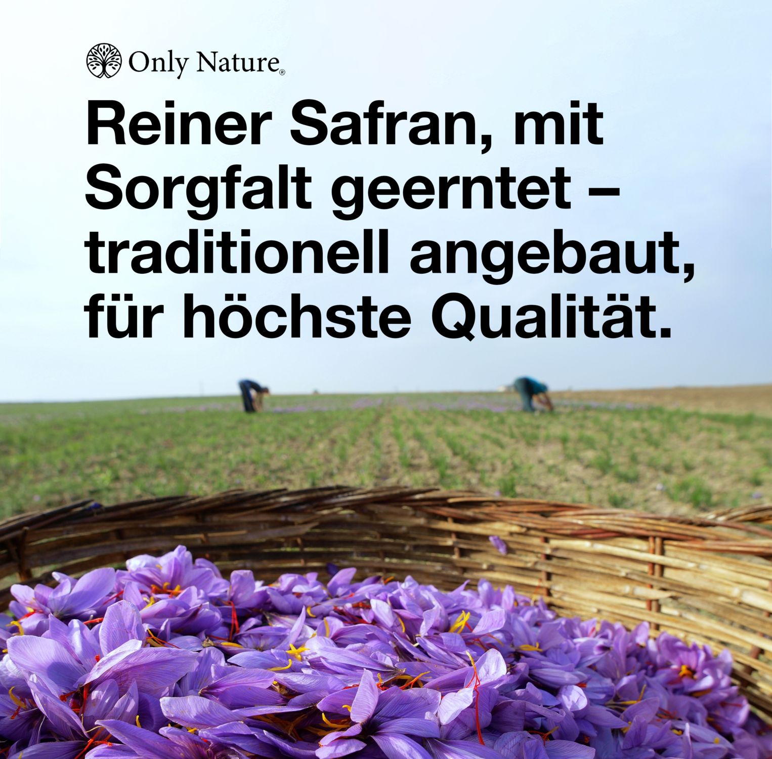 Korb mit Safranblüten. Text: Reiner Safran, mit Sorgfalt geerntet – traditionell angebaut, für höchste Qualität.