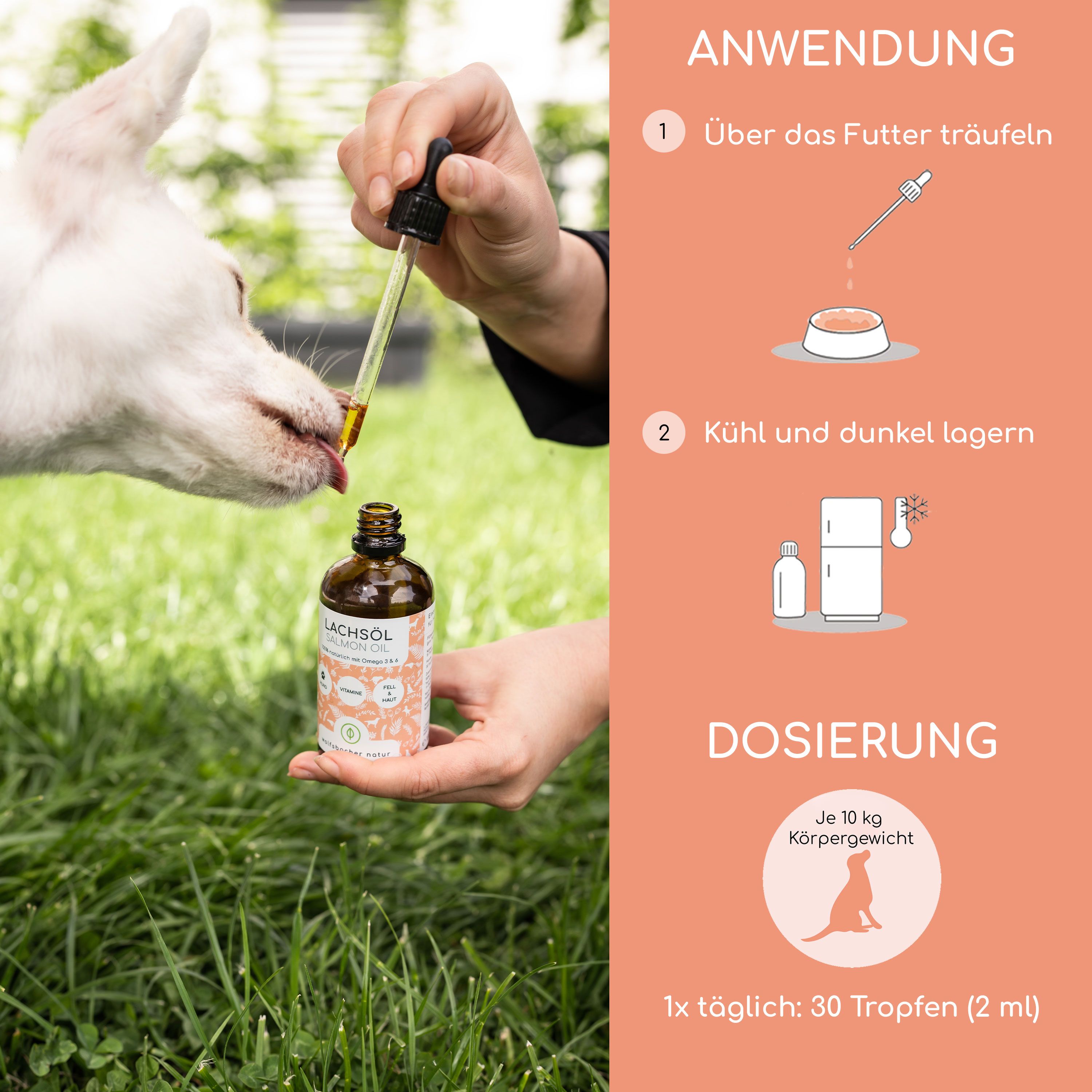 Hände halten Flasche Lachsöl und Pipette. Hund trinkt. Anweisungen: Über Futter träufeln, kühl lagern, Dosierung: 10 kg Körpergewicht, 30 Tropfen.