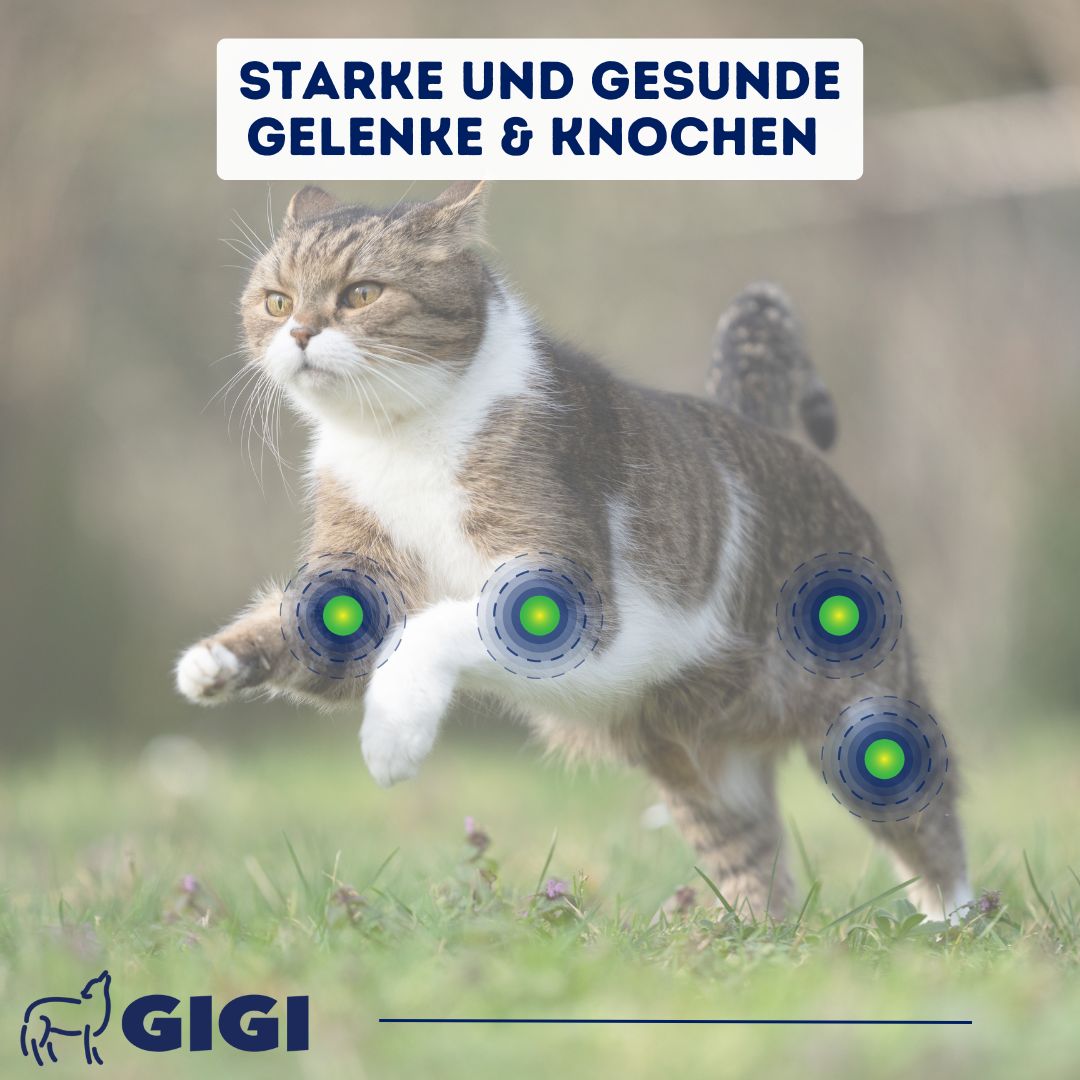 Katze rennt über Wiese. Hervorgehoben: Gelenke. Text: Starke und gesunde Gelenke & Knochen. Logo: GIGI.