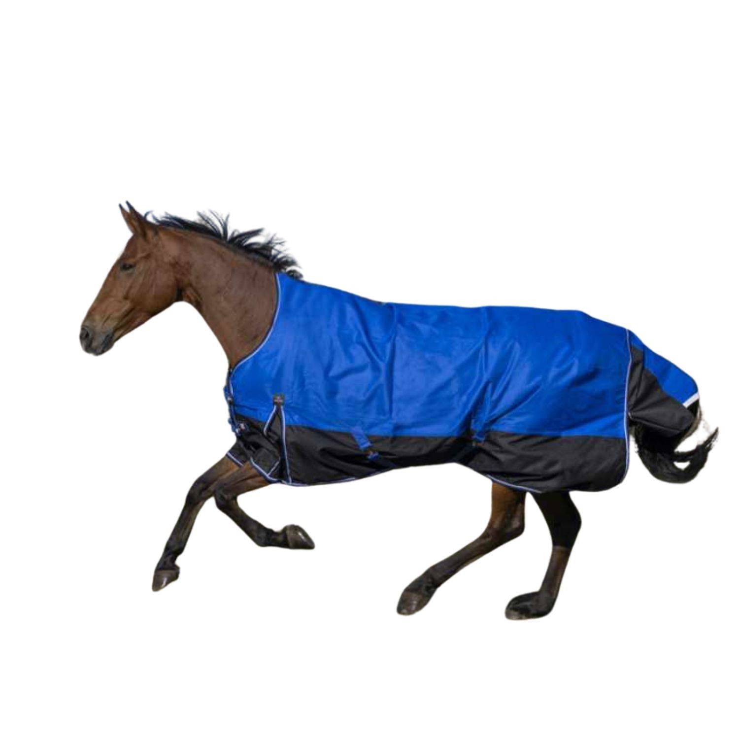 Braunes Pferd in blauer und schwarzer Outdoordecke. Pferd in Bewegung.
