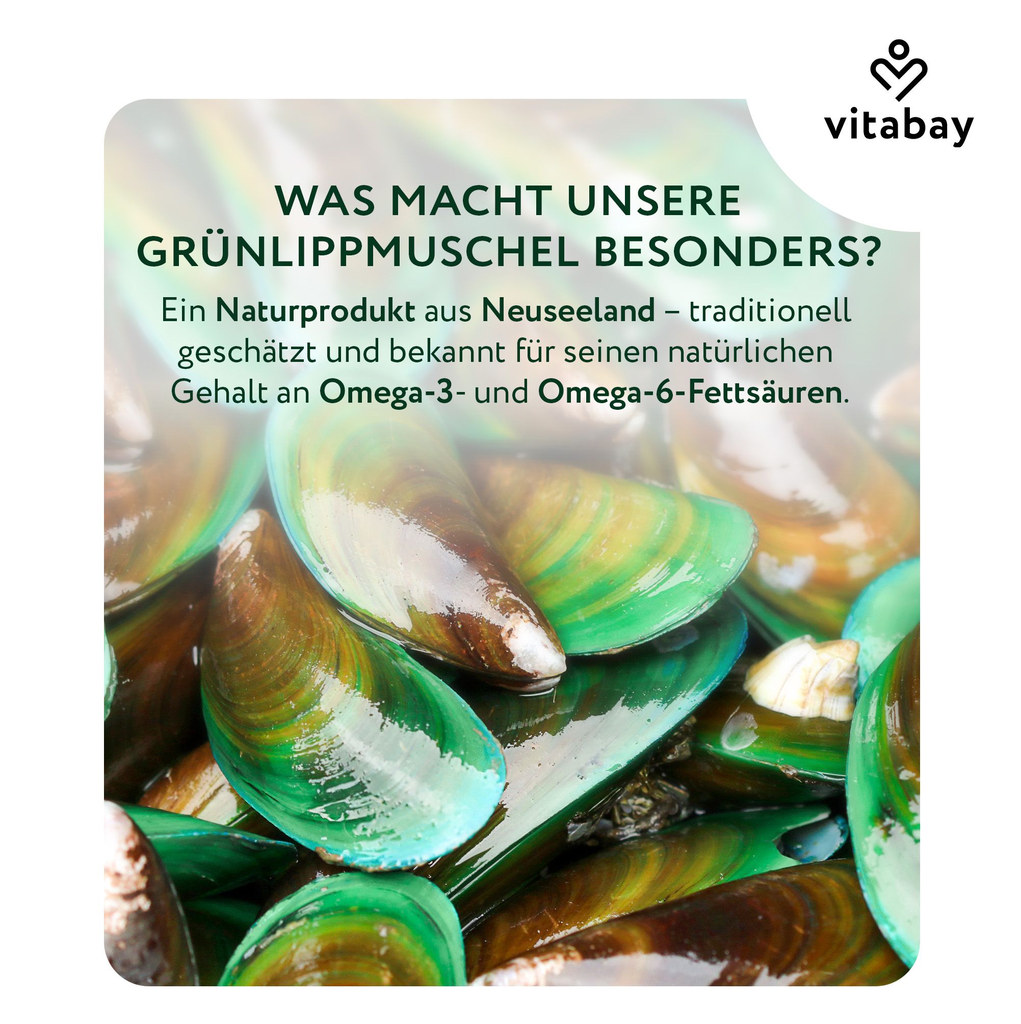Nahaufnahme von Grünlippmuscheln. Text: Naturprodukt aus Neuseeland, reich an Omega-3- und Omega-6-Fettsäuren.