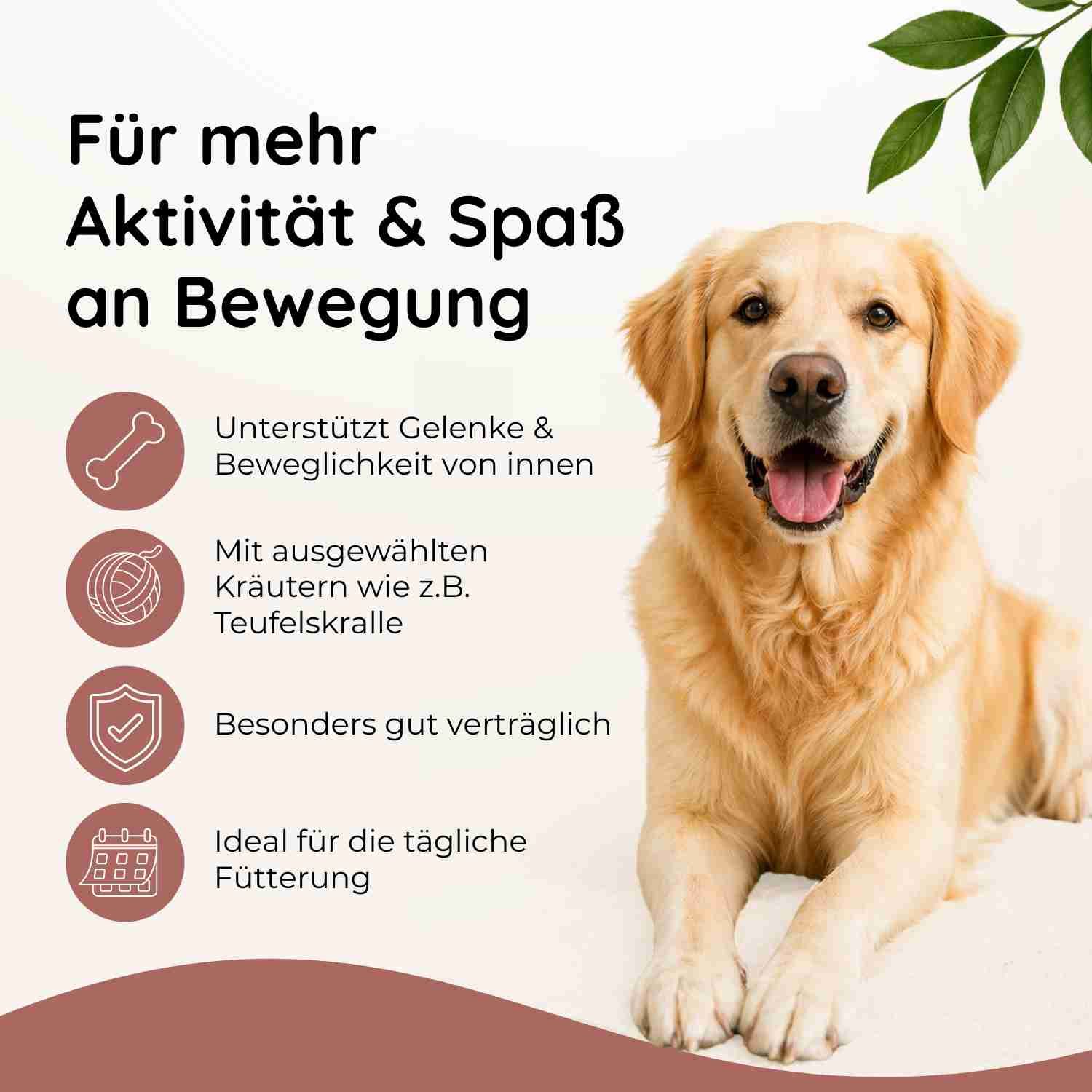 Goldener Retriever liegt. Links daneben Icons: Knochen, Wollknäuel, Schild. Text über Aktivität und Gelenke.