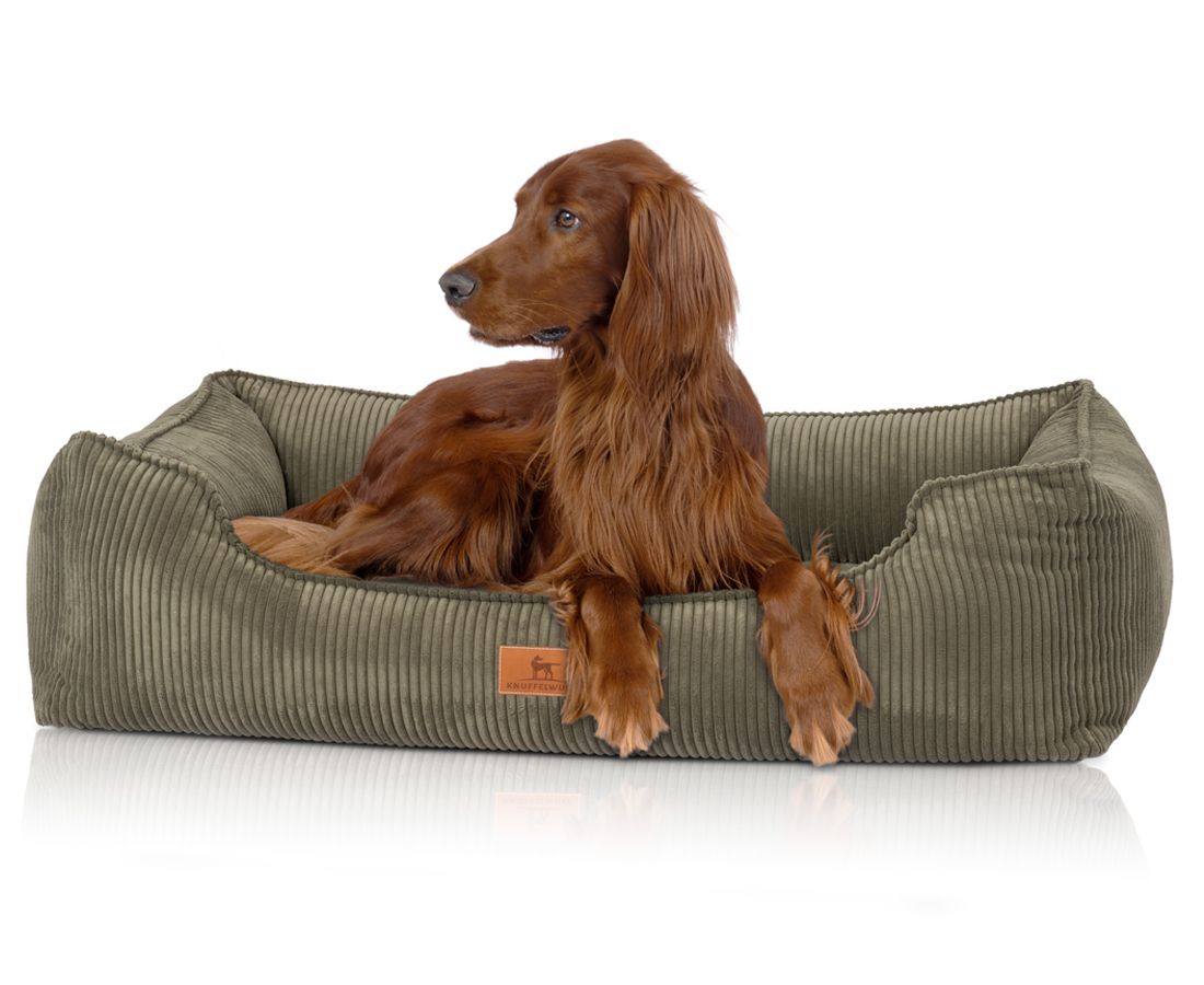 Hund liegt in olivgrünem orthopädischen Hundebett. Cord-Optik, rechteckige Form mit erhöhten Seiten. Markenlabel.