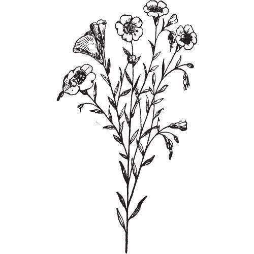 Alteya Organics Leinsamenöl 100%